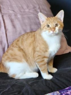 Sammy Hagar, ADOPTABLE, Kitten Male Domestic Short Hair.