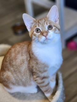 Enlarge Sammy Hagar, a ADOPTABLE Domestic Short Hair in Johnson City, TN image 2/3