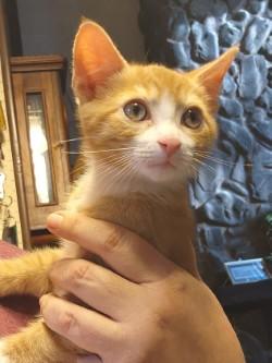 Enlarge Sammy Hagar, a ADOPTABLE Domestic Short Hair in Johnson City, TN image 3/3