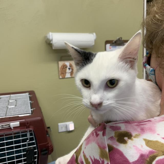 12, Adoptable, Adult Male Domestic Short Hair.