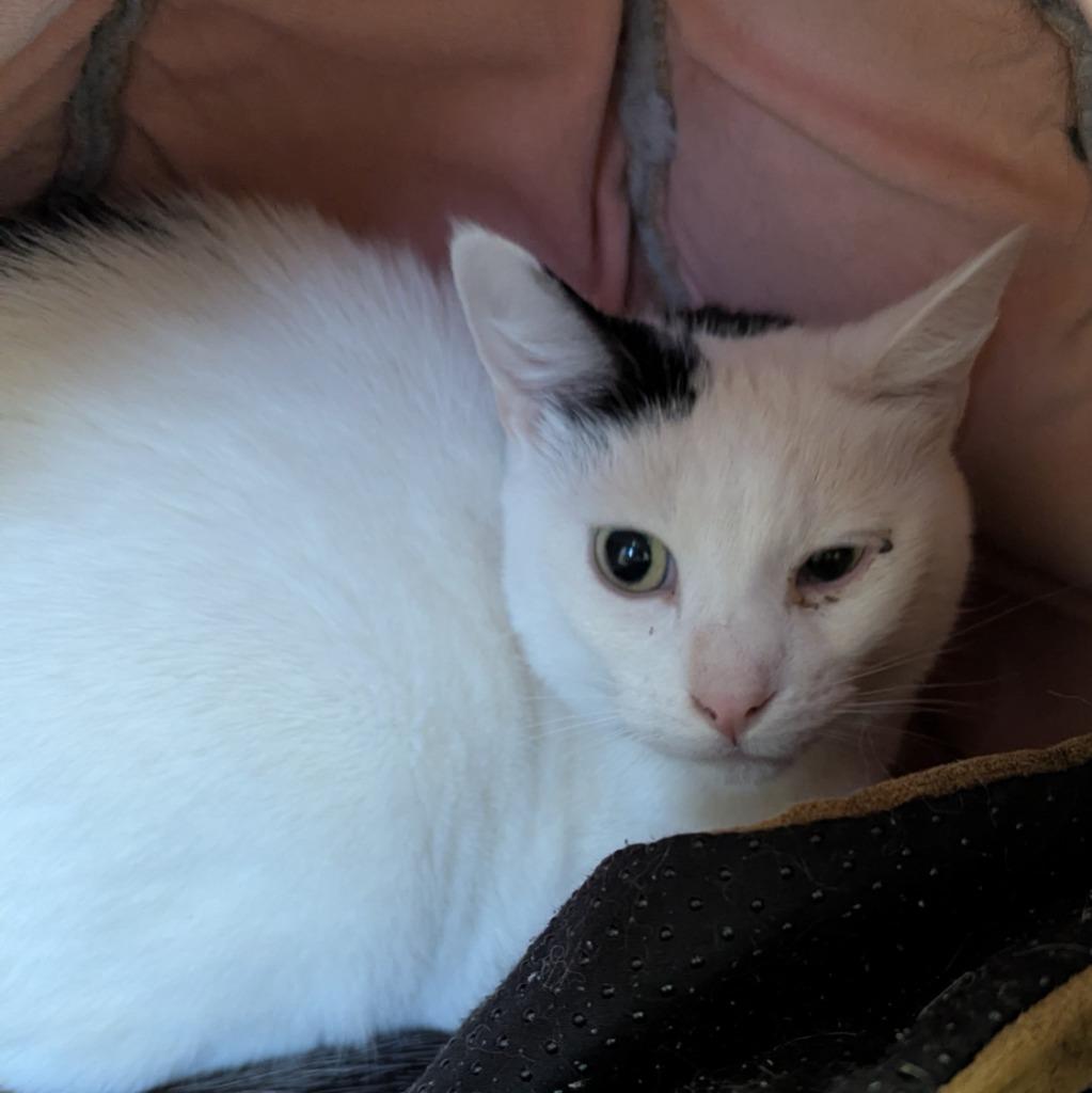 Enlarge 12, a Adoptable mixed breed in Aberdeen, WA image 1/3