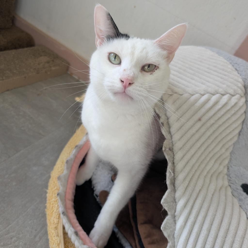 Enlarge 12, a Adoptable mixed breed in Aberdeen, WA image 3/3