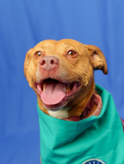 Kai-La, Adoptable, Adult Female Terrier & Mixed Breed.