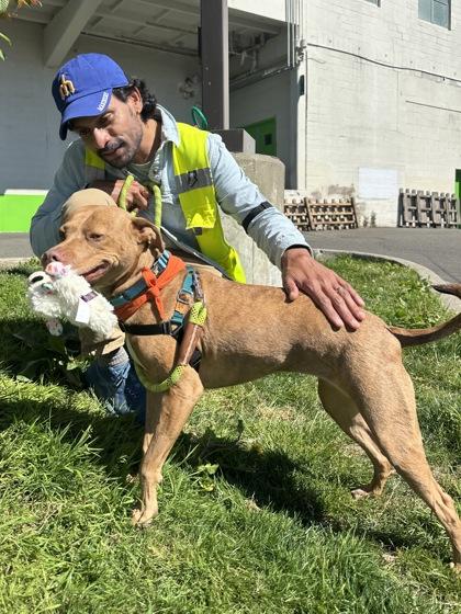 Enlarge Kai-La, a Adoptable mixed breed in Seattle, WA image 2/3