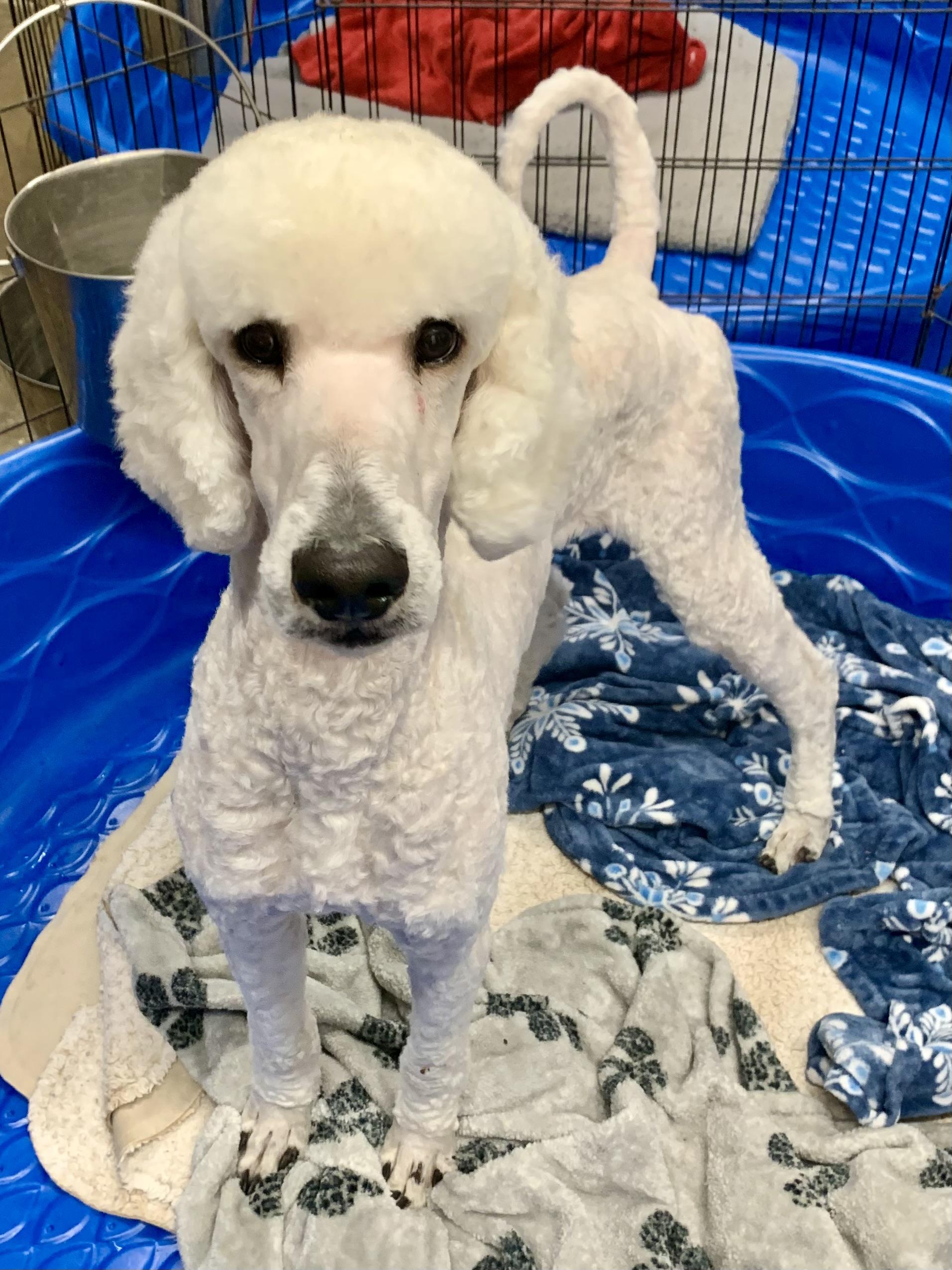 Enlarge Klaus, a Adoptable Standard Poodle in Richmond, VA image 1/4