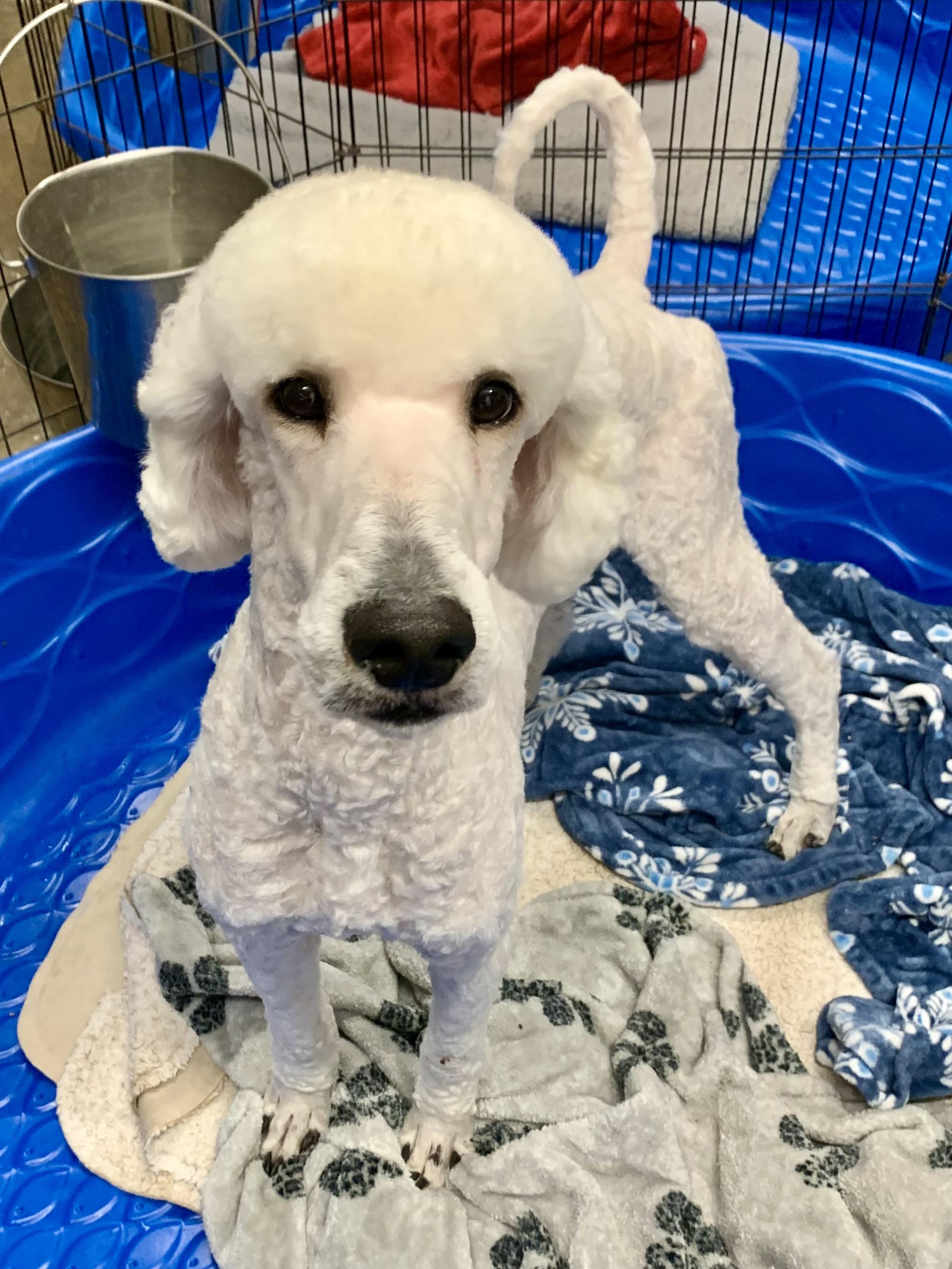 Enlarge Klaus, a Adoptable Standard Poodle in Richmond, VA image 2/4