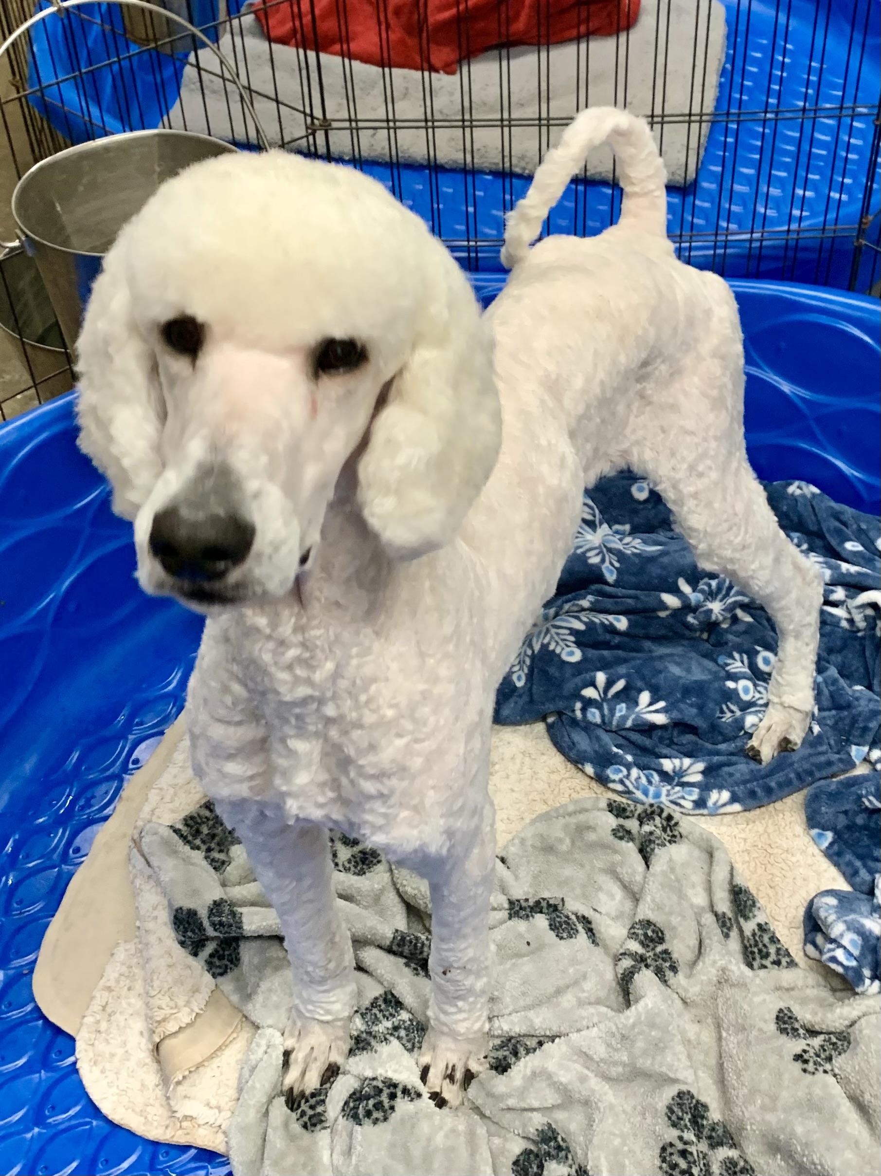 Enlarge Klaus, a Adoptable Standard Poodle in Richmond, VA image 3/4