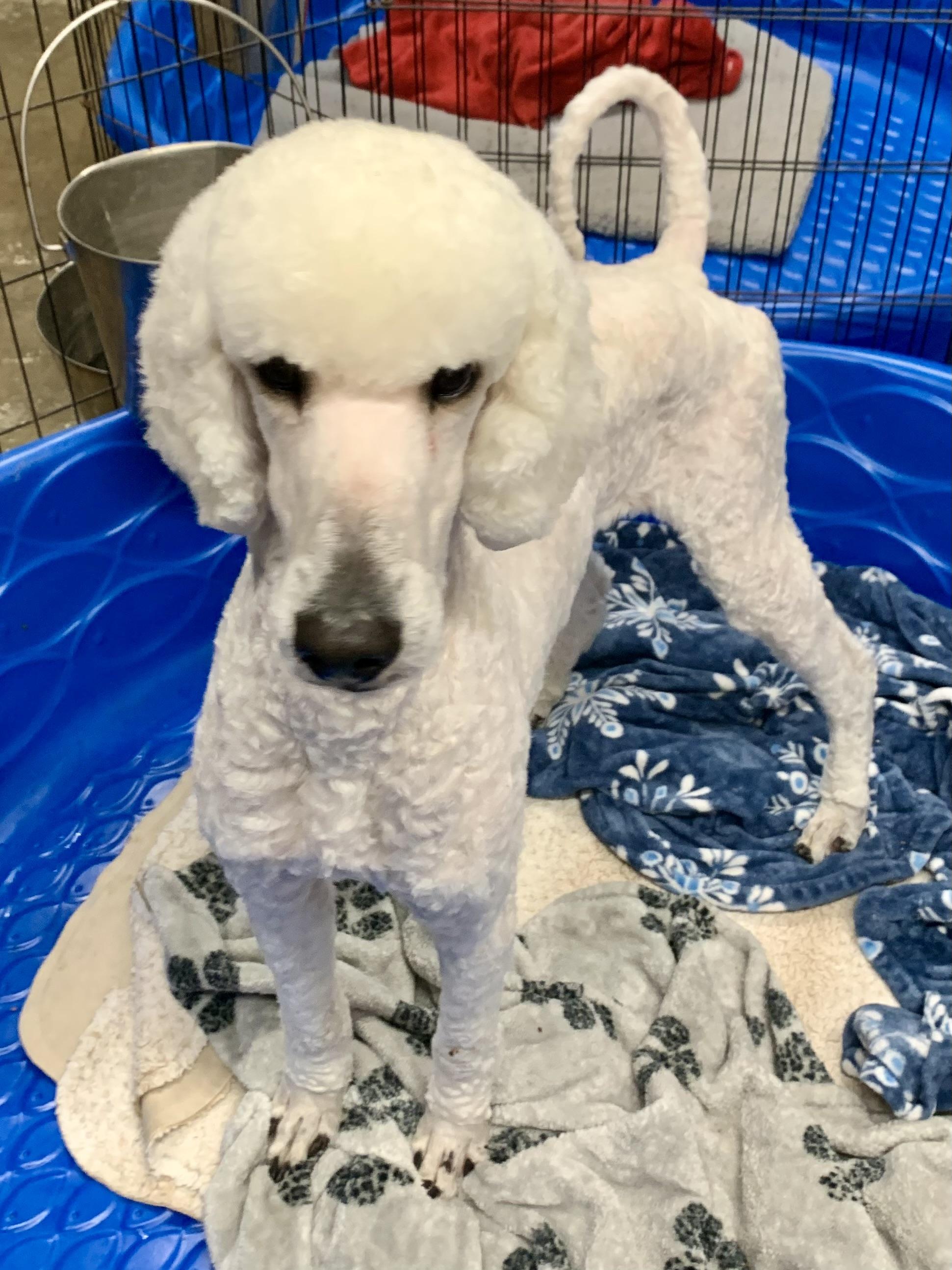 Enlarge Klaus, a Adoptable Standard Poodle in Richmond, VA image 4/4