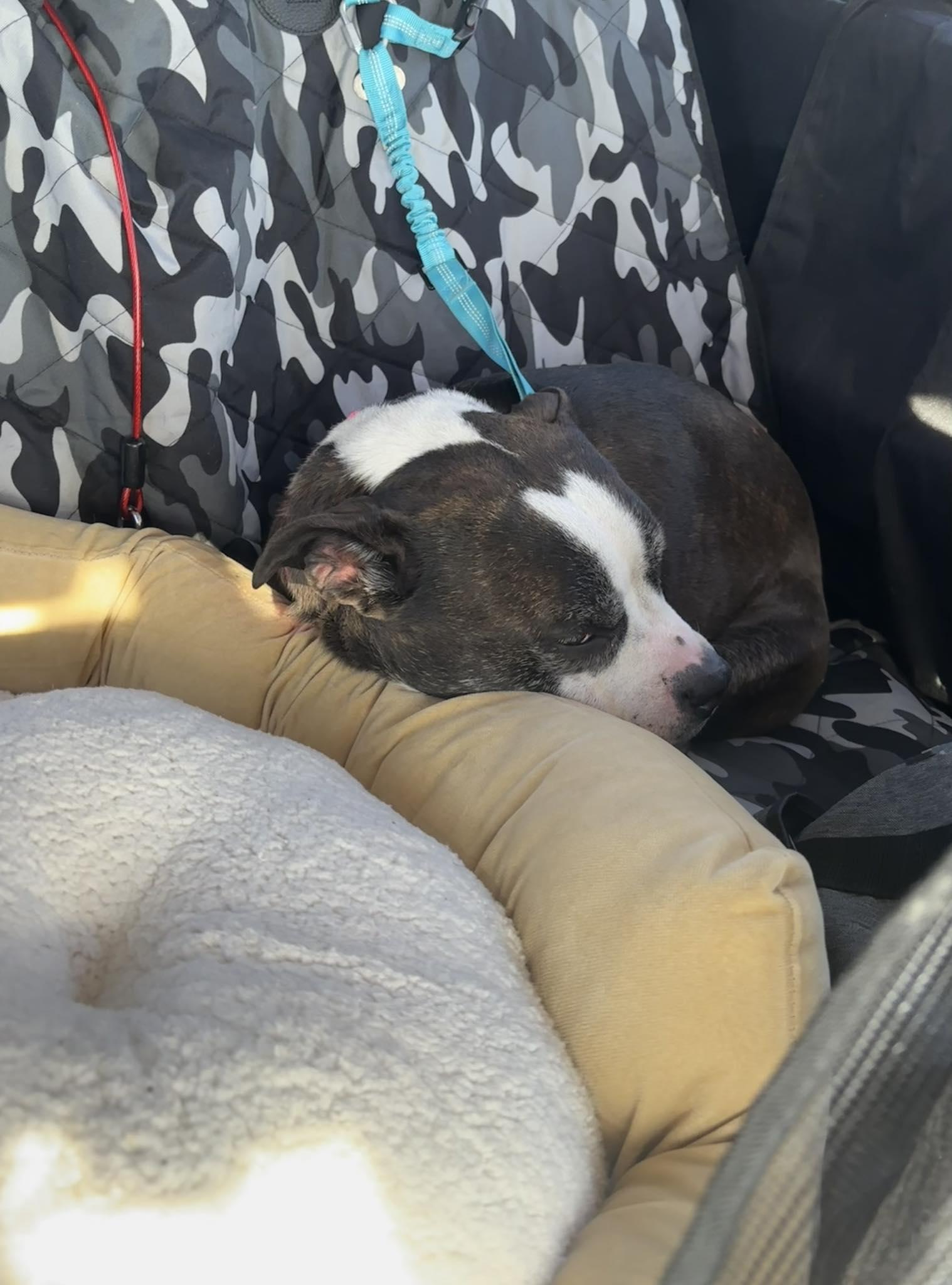 Clover, Adopted, Adult Female Boxer.