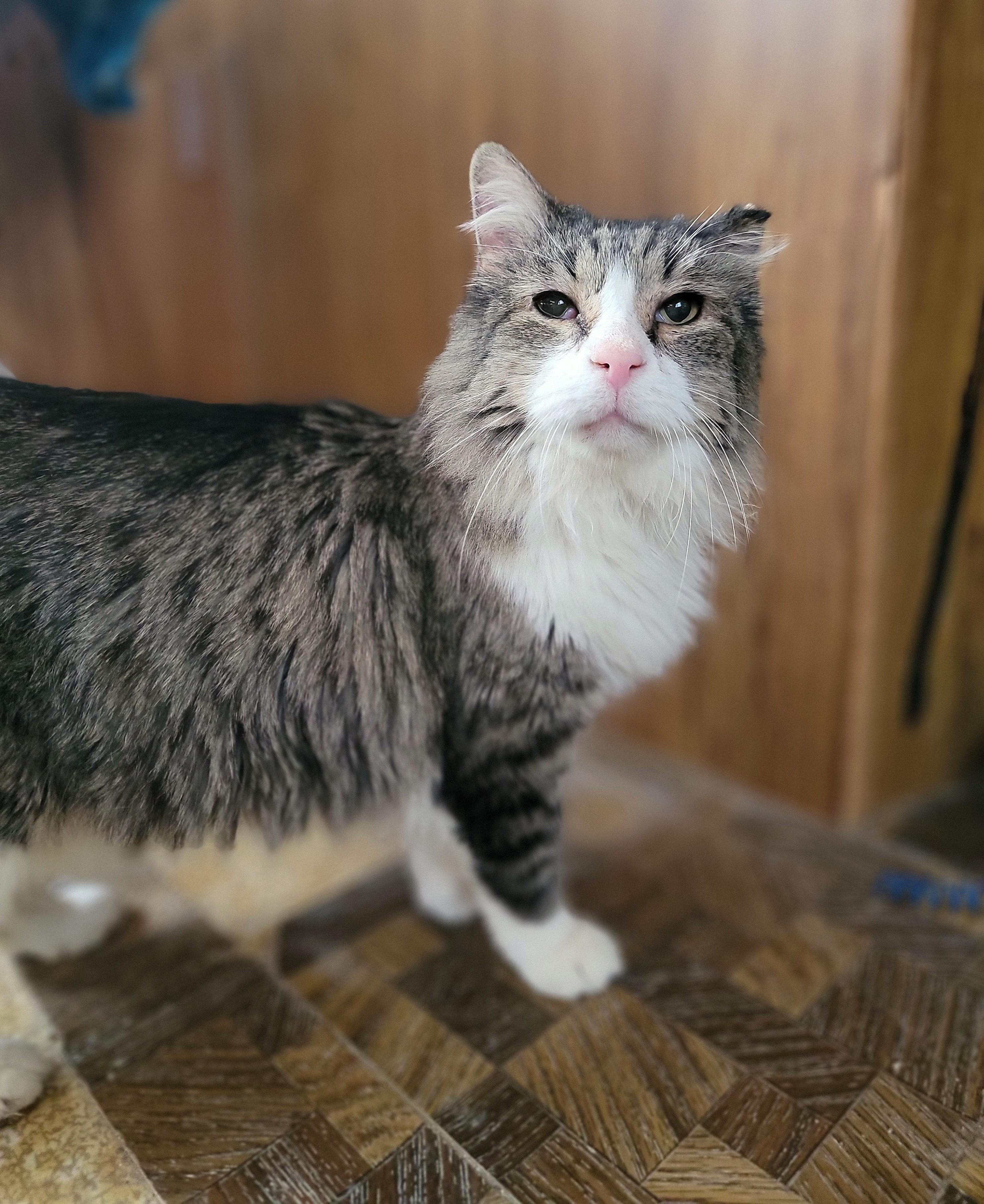 Enlarge Sammy, a ADOPTABLE Domestic Long Hair in Washoe Valley, NV image 2/2