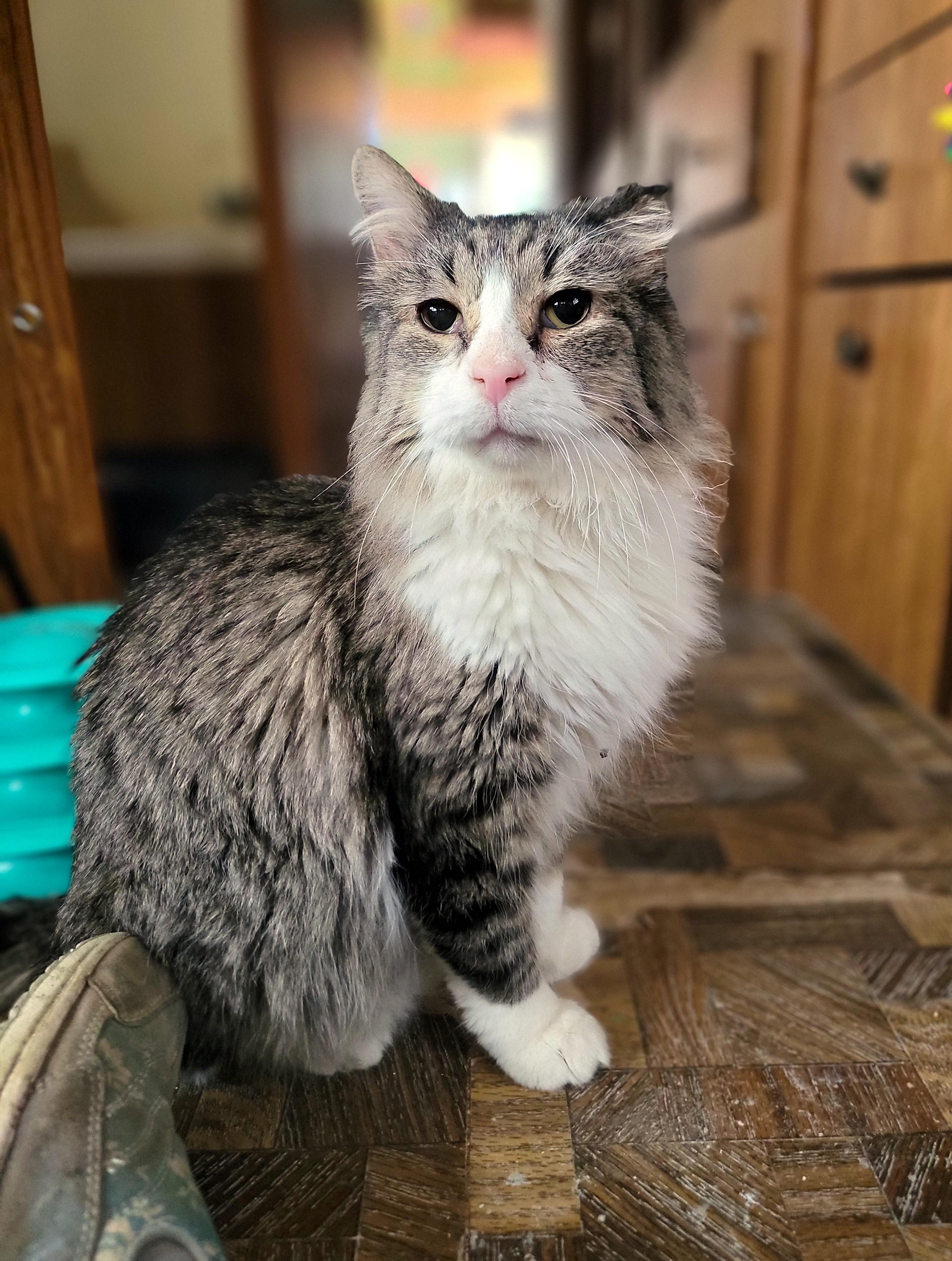 Sammy, ADOPTABLE, Senior Male Domestic Long Hair.