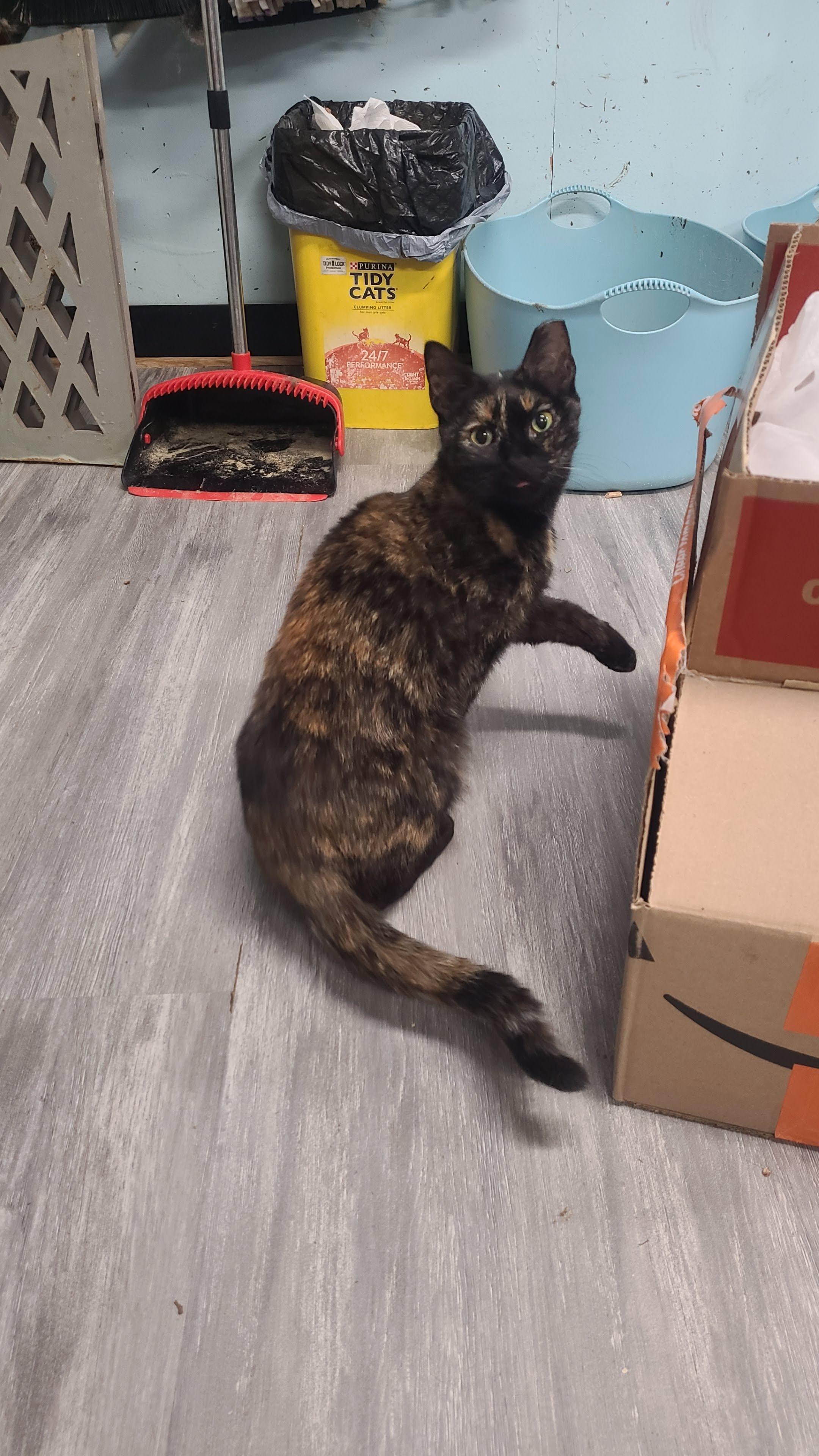 Enlarge Carolina, a ADOPTABLE Domestic Short Hair in Norfolk, VA image 6/6