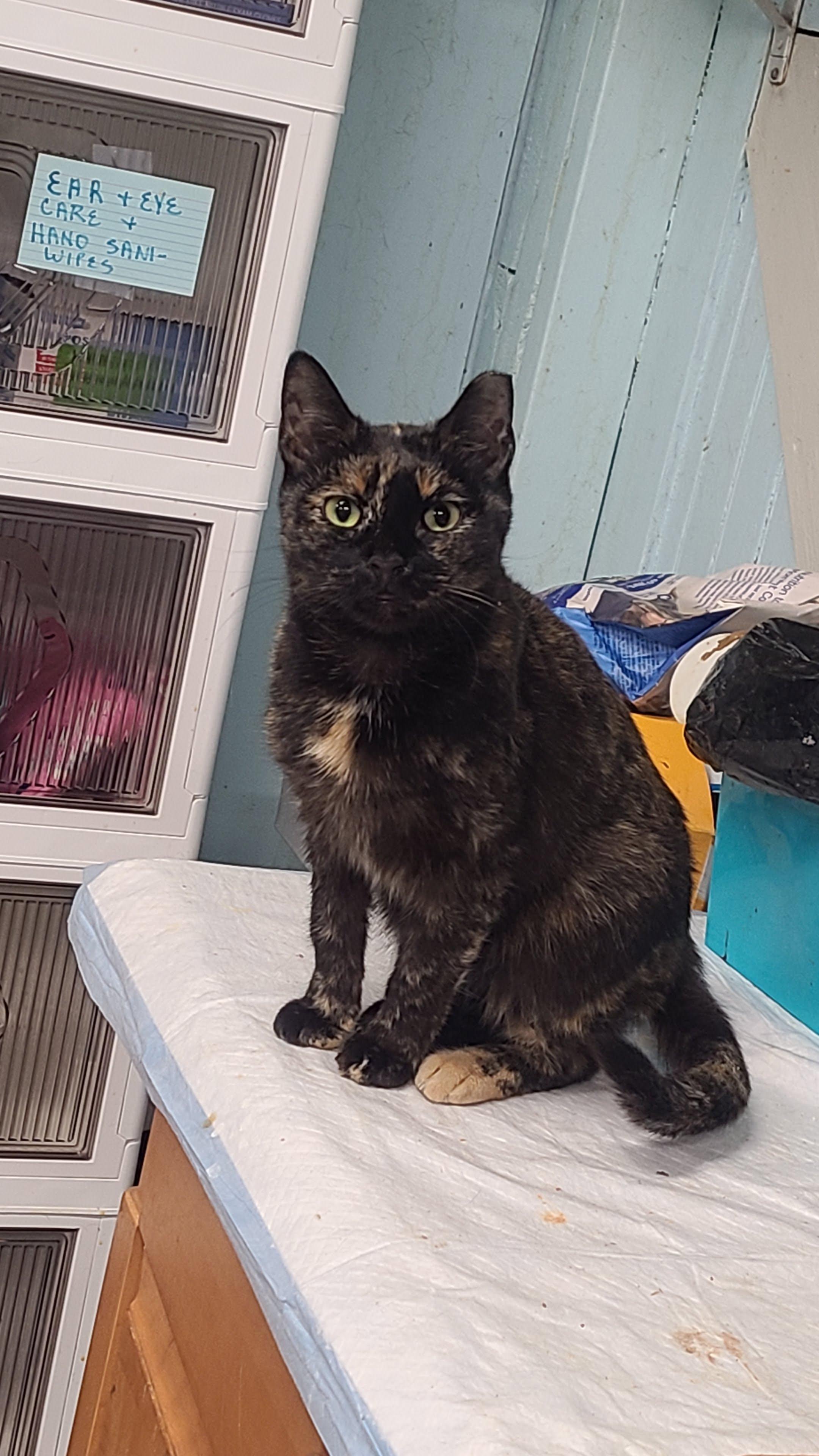 Enlarge Carolina, a ADOPTABLE Domestic Short Hair in Norfolk, VA image 4/6