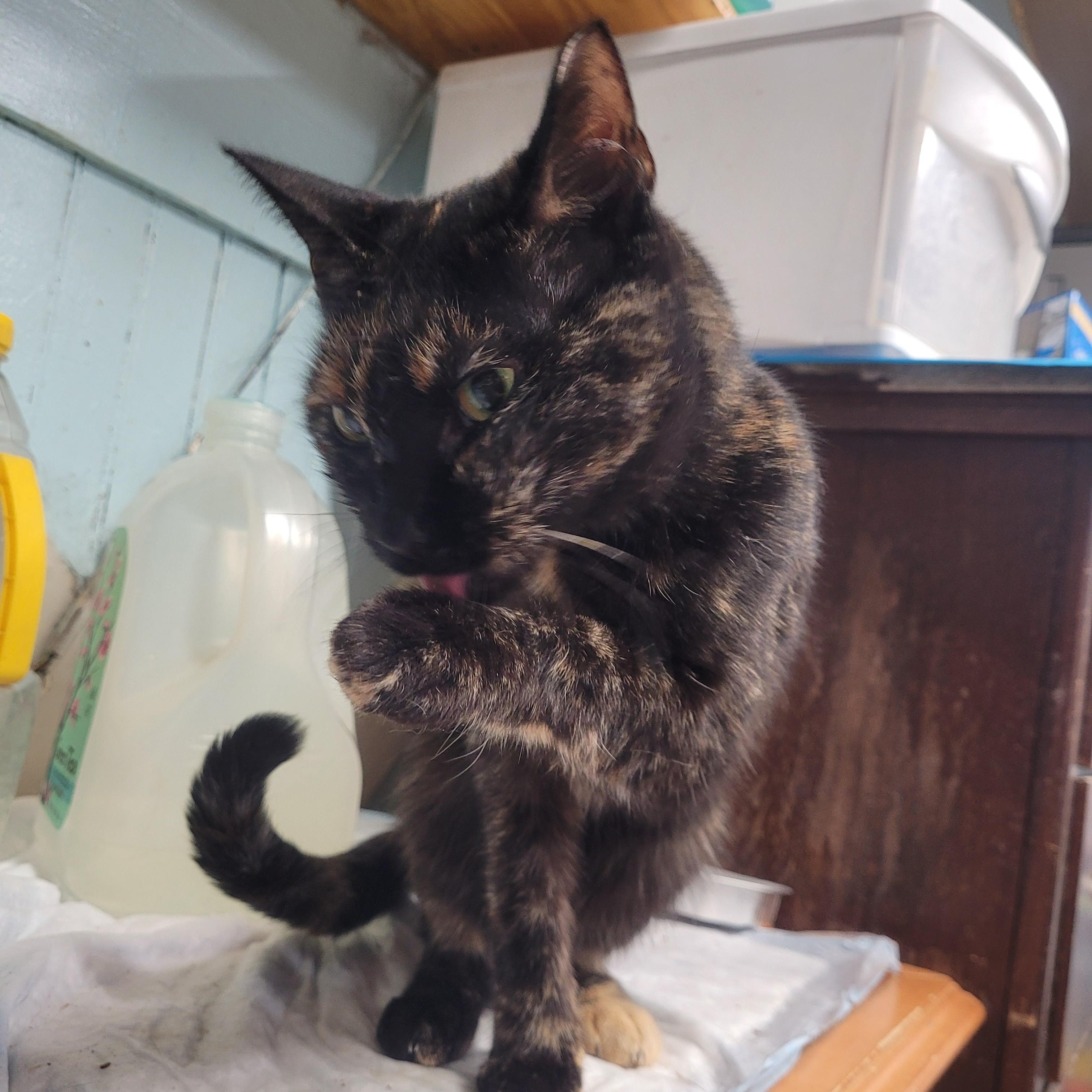 Enlarge Carolina, a ADOPTABLE Domestic Short Hair in Norfolk, VA image 5/6