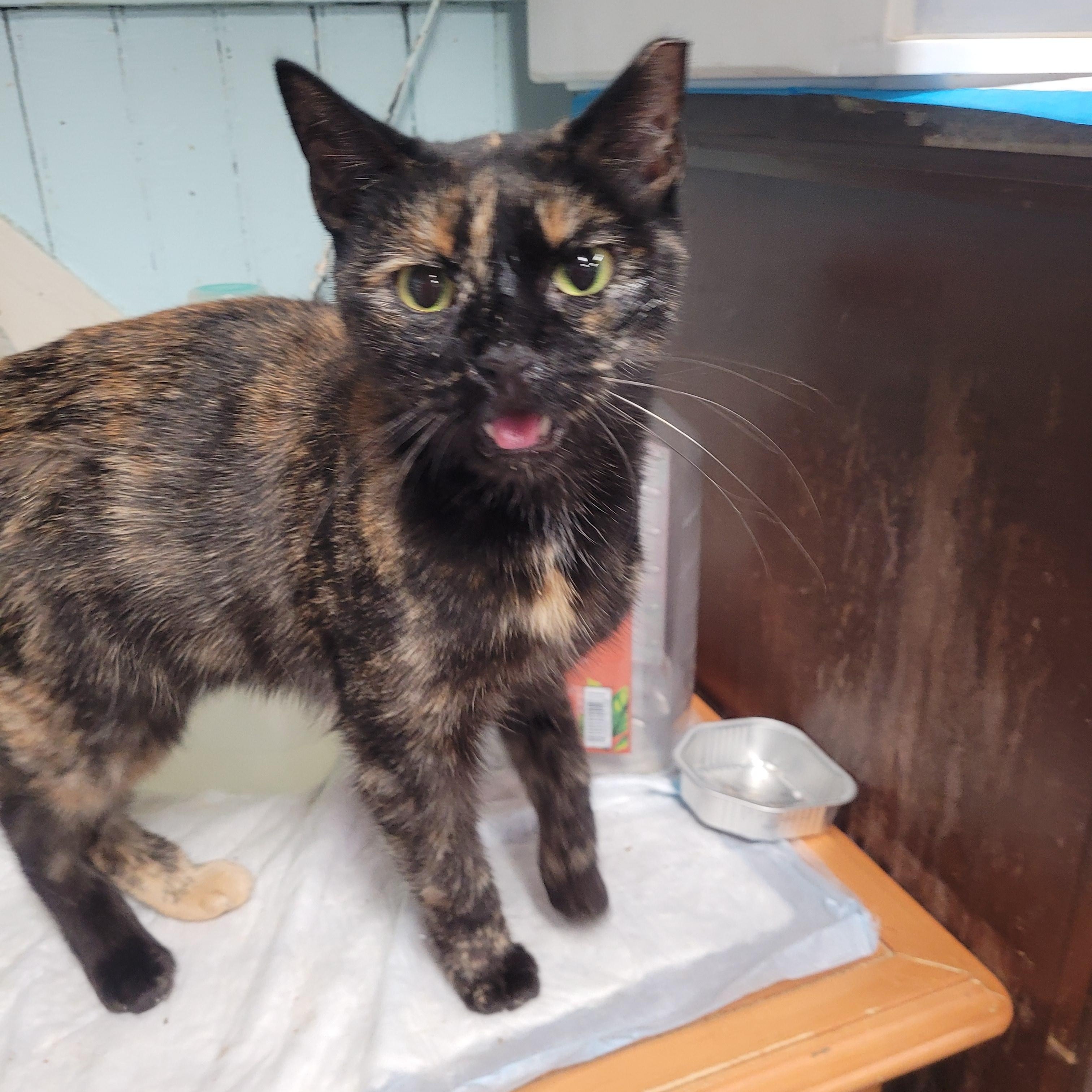 Enlarge Carolina, a ADOPTABLE Domestic Short Hair in Norfolk, VA image 2/6