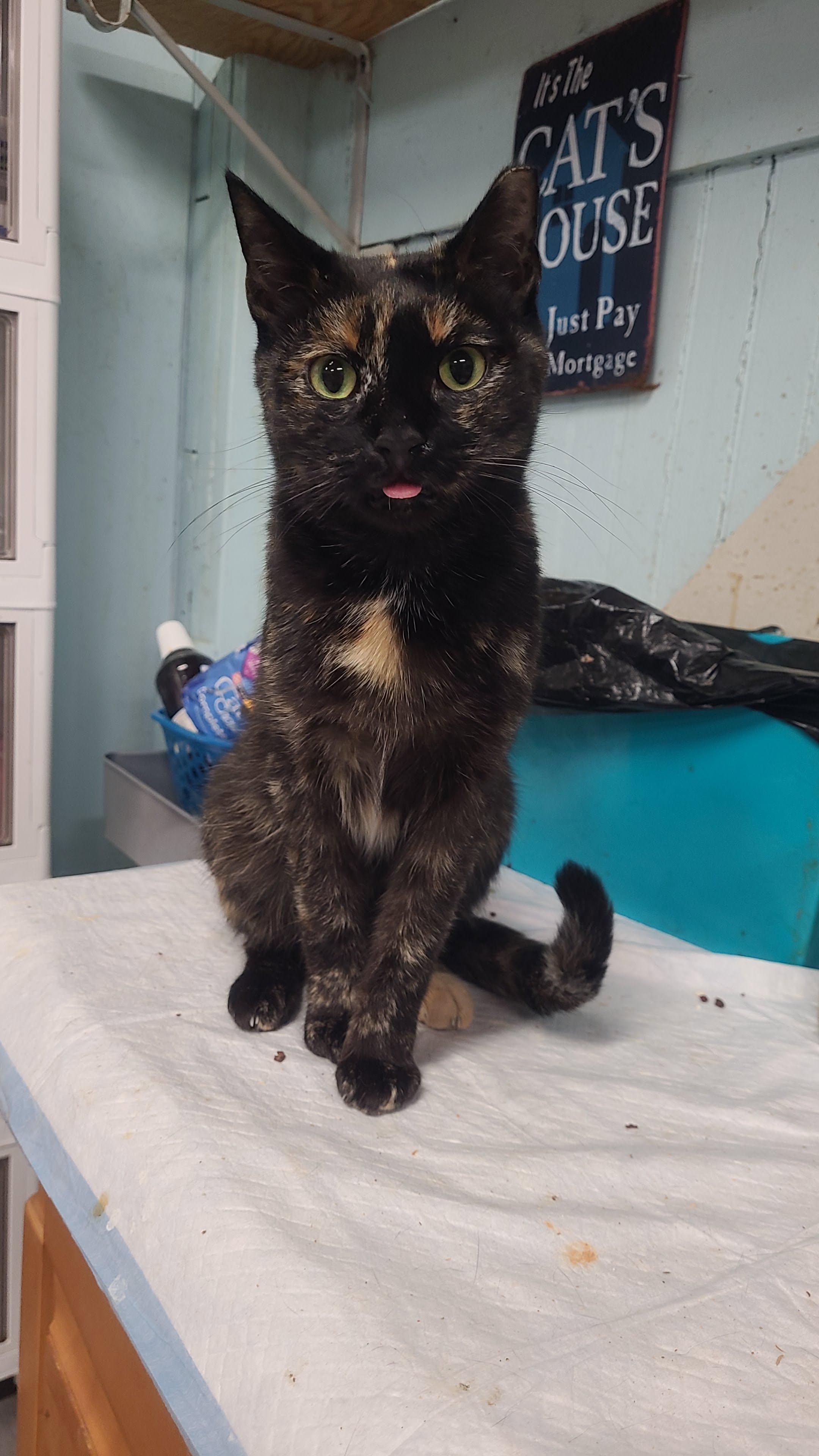 Carolina, ADOPTABLE, Adult Female Domestic Short Hair.