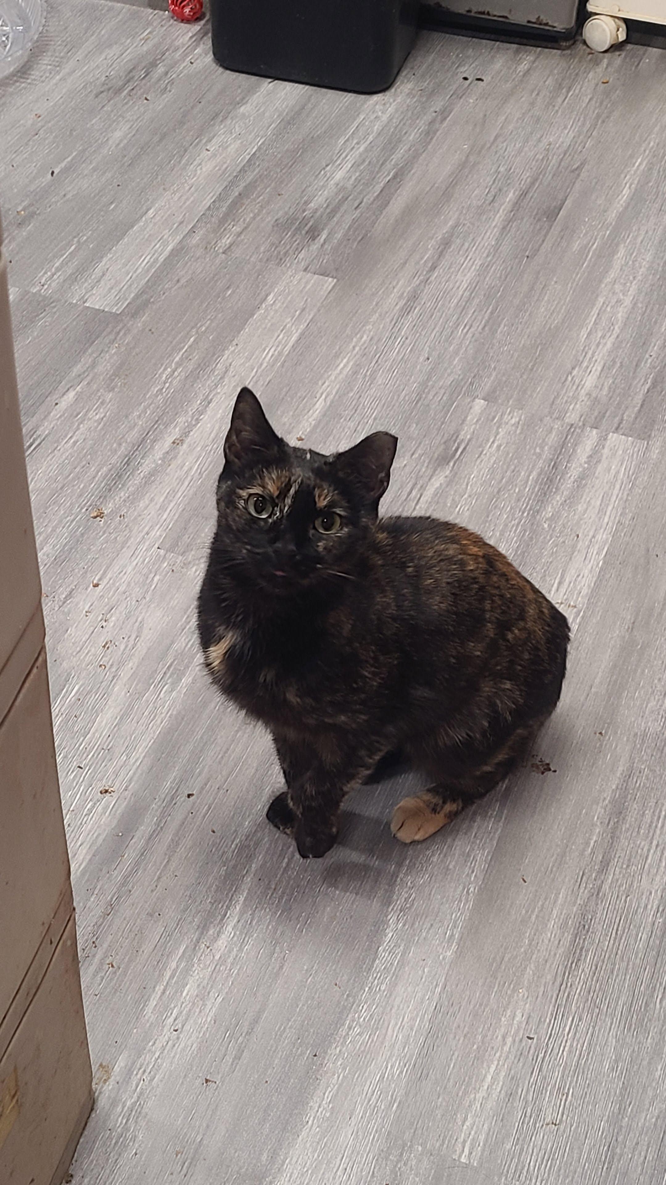 Enlarge Carolina, a ADOPTABLE Domestic Short Hair in Norfolk, VA image 3/6