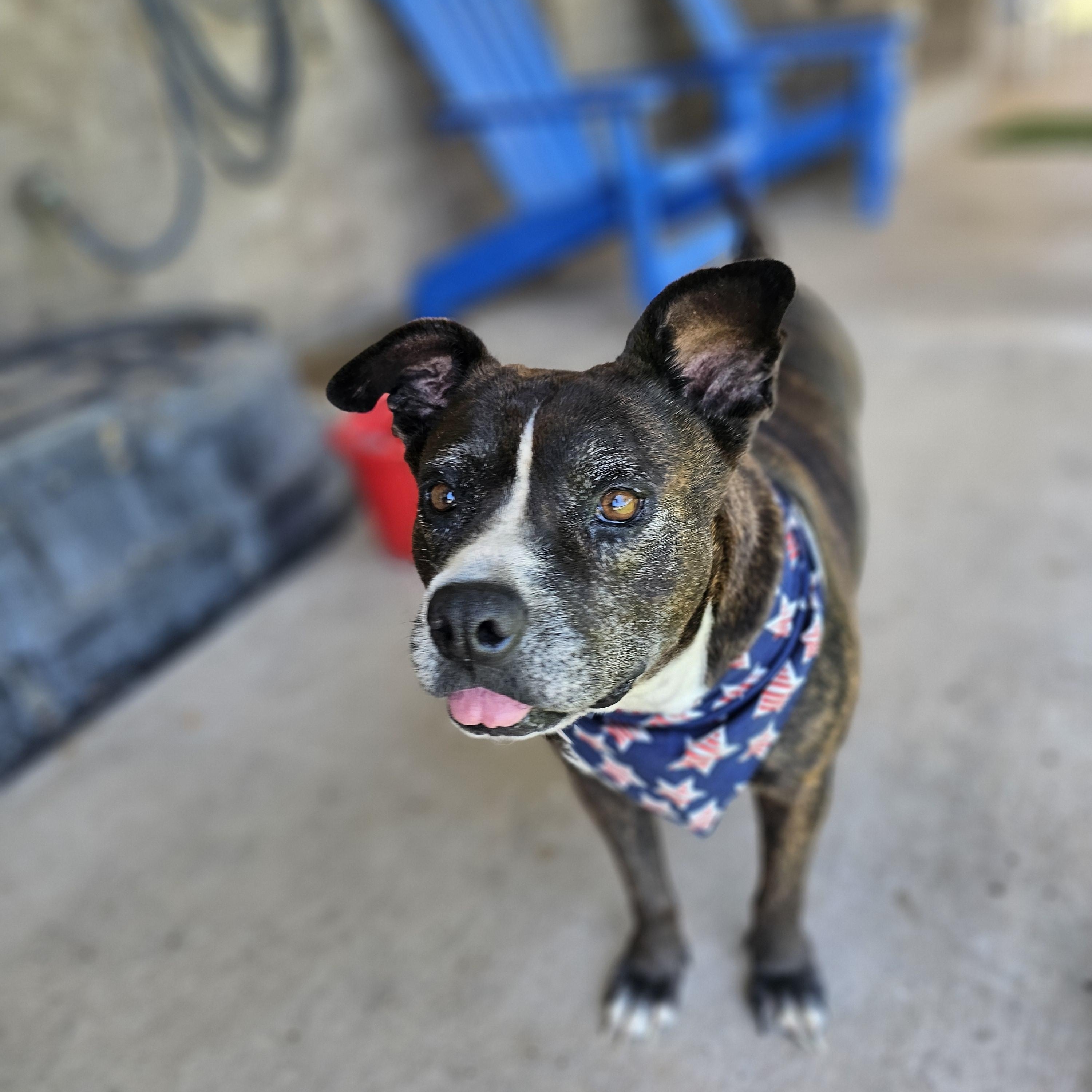 Enlarge Lacie Mae, a Adoptable mixed breed in San Angelo , TX image 1/6