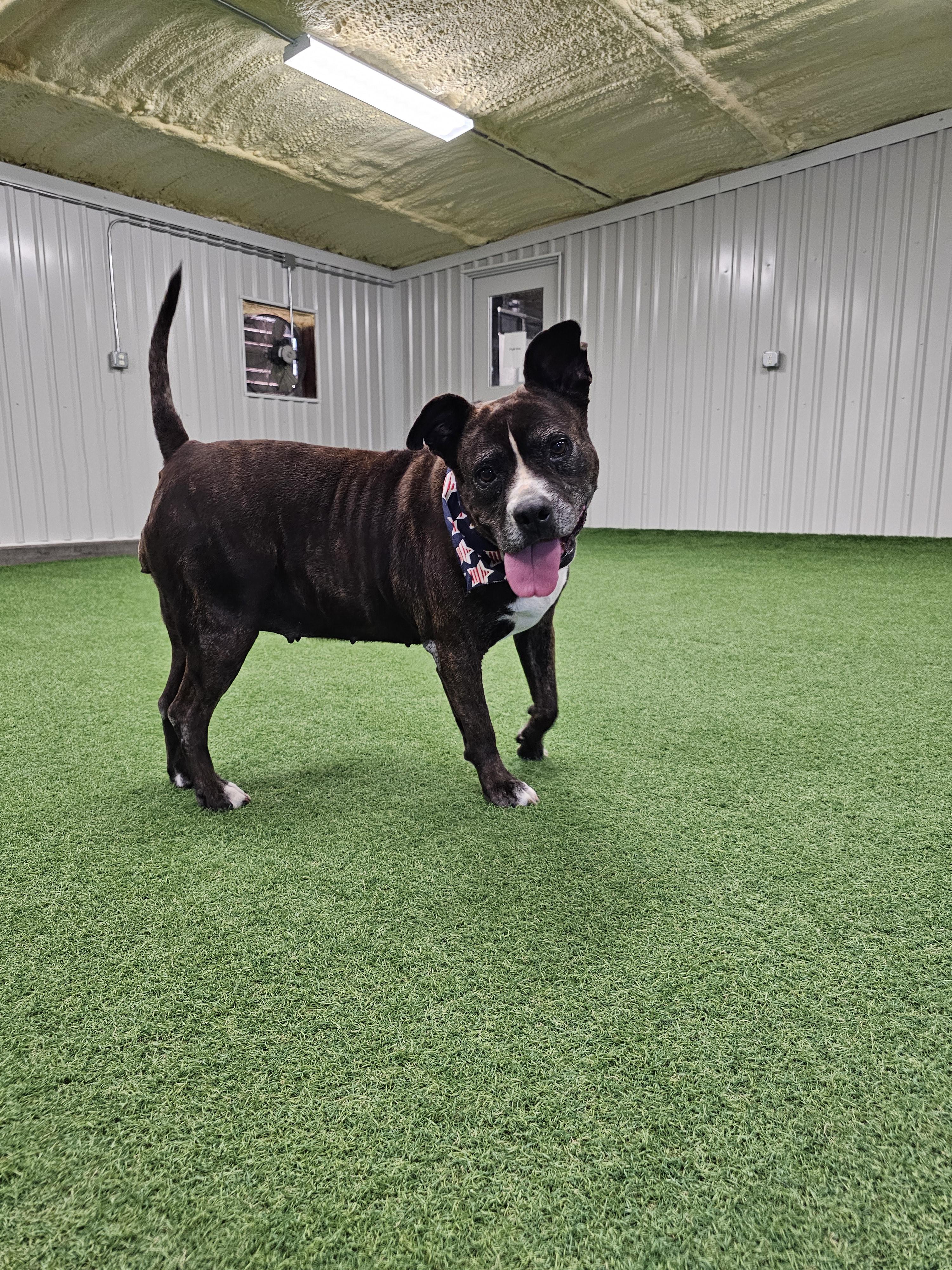Enlarge Lacie Mae, a Adoptable mixed breed in San Angelo , TX image 2/6