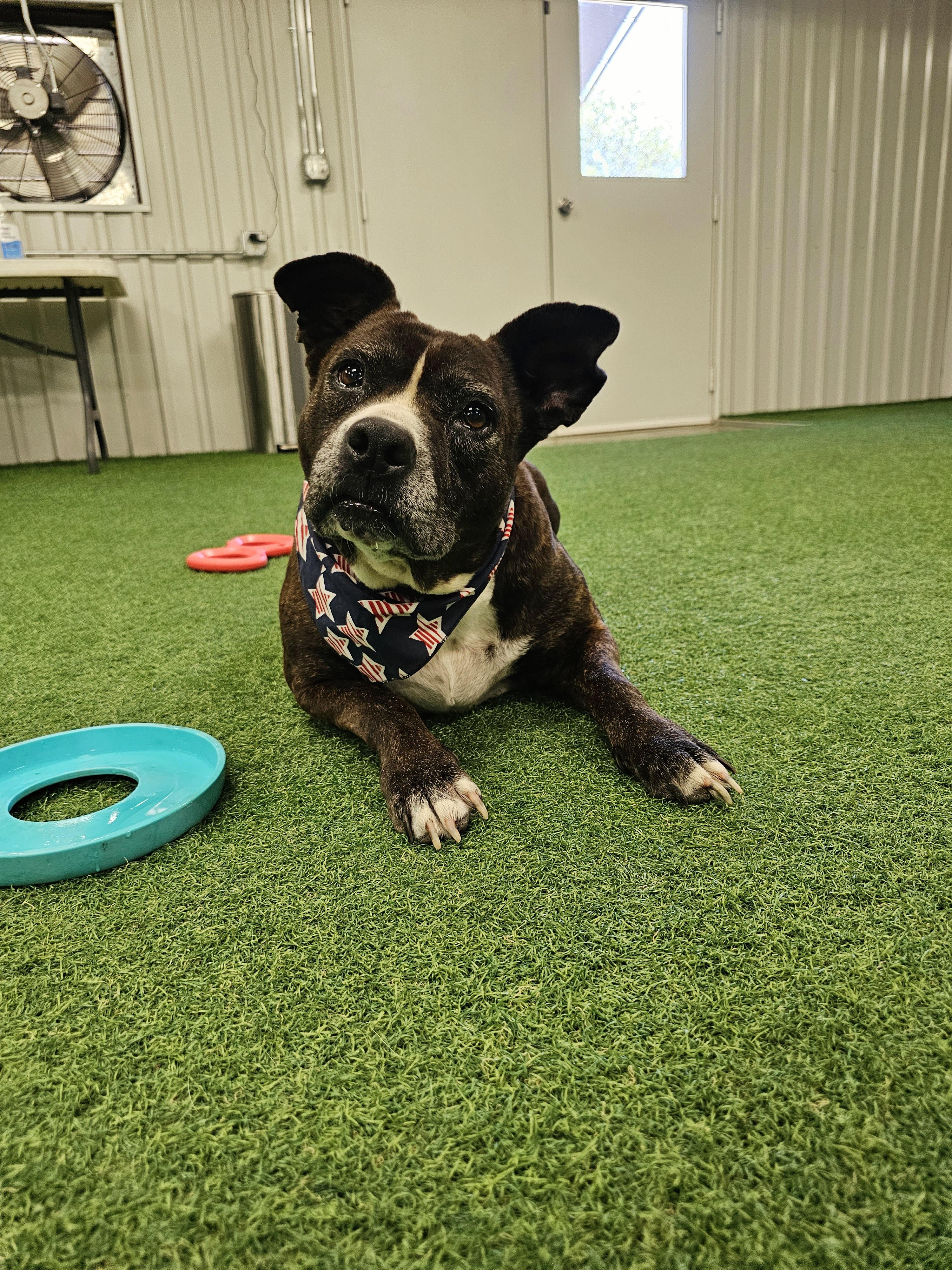 Enlarge Lacie Mae, a Adoptable mixed breed in San Angelo , TX image 3/6