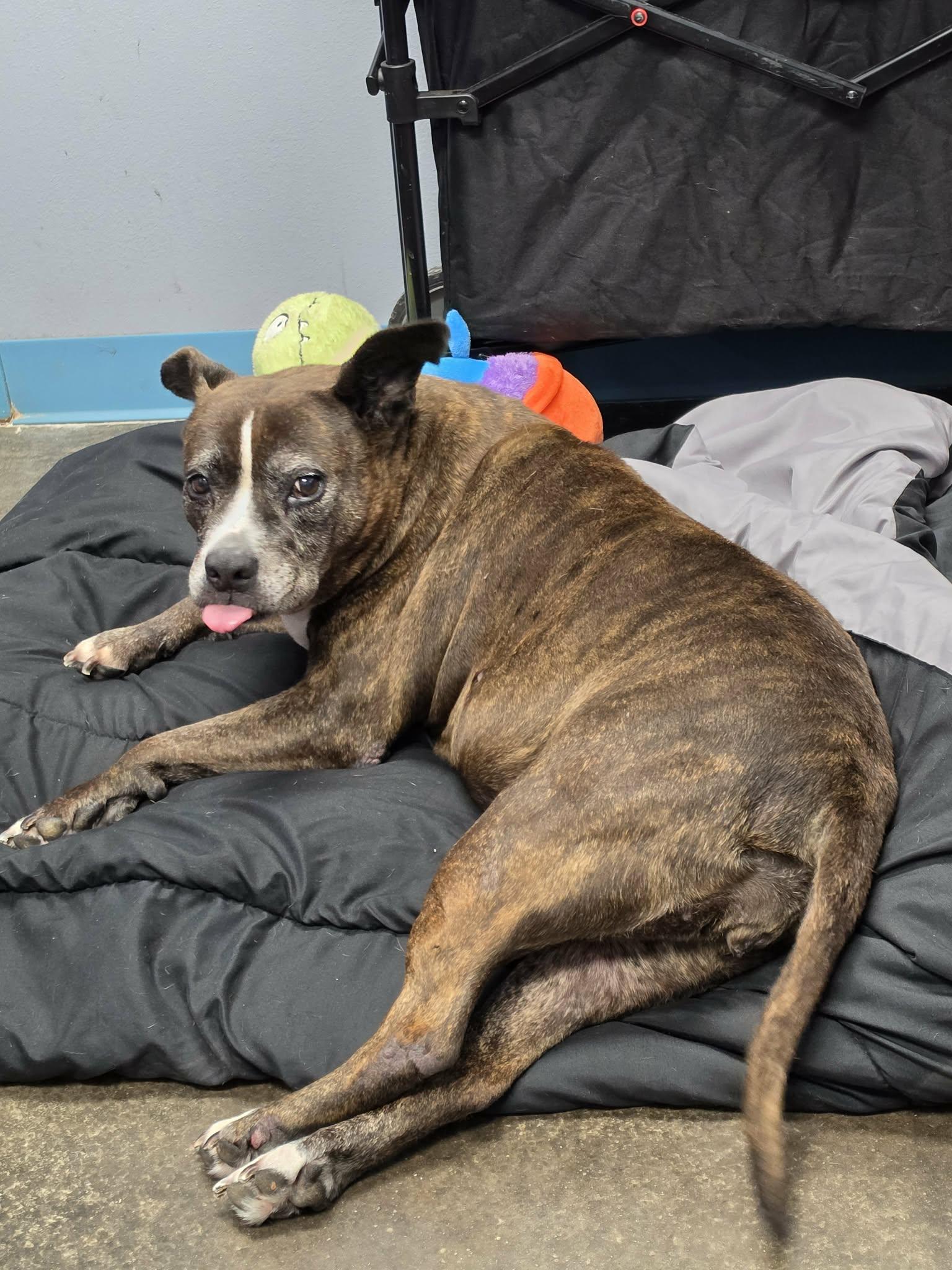 Enlarge Lacie Mae, a Adoptable mixed breed in San Angelo , TX image 1/6