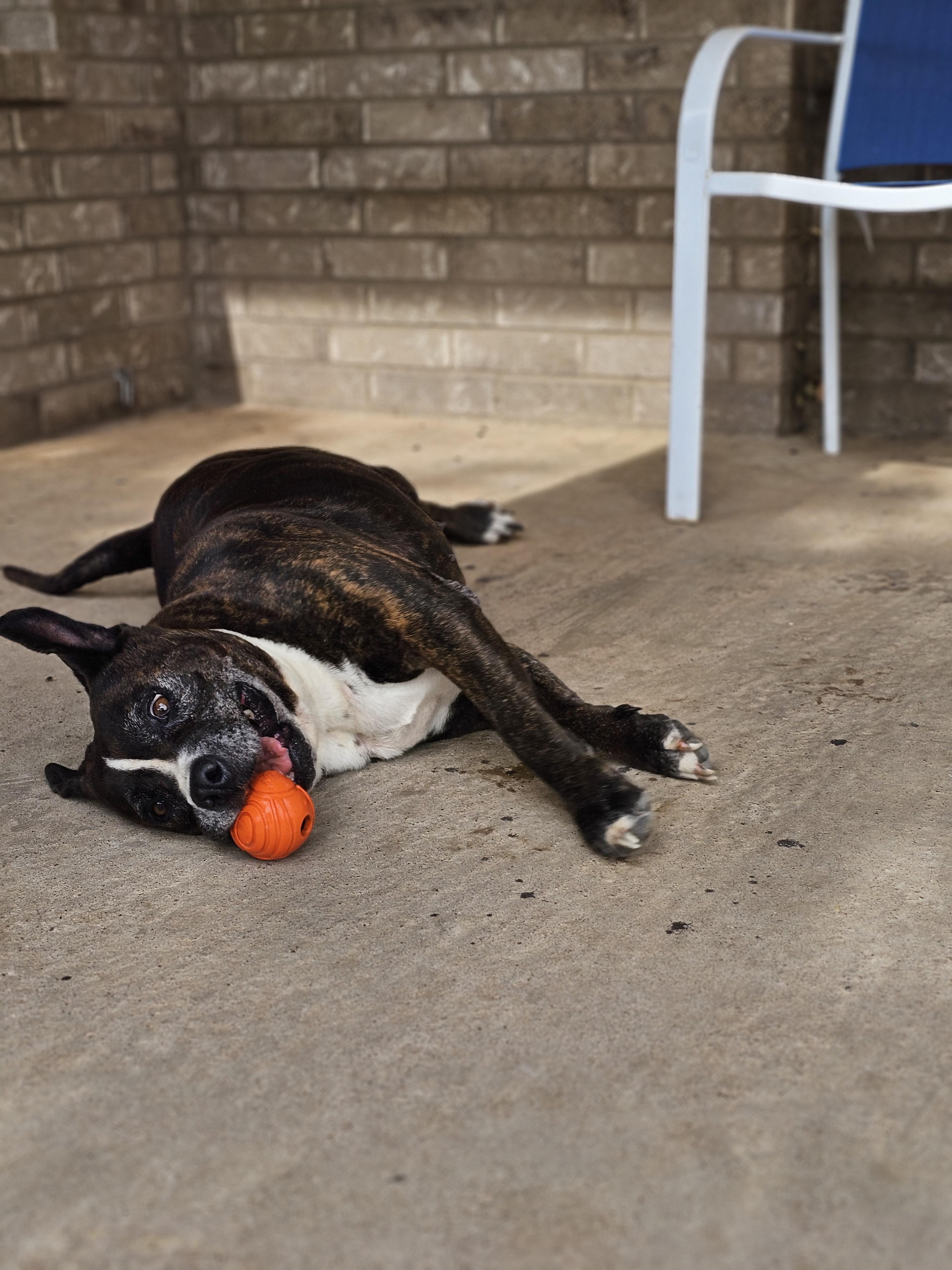 Enlarge Lacie Mae, a Adoptable mixed breed in San Angelo , TX image 4/6