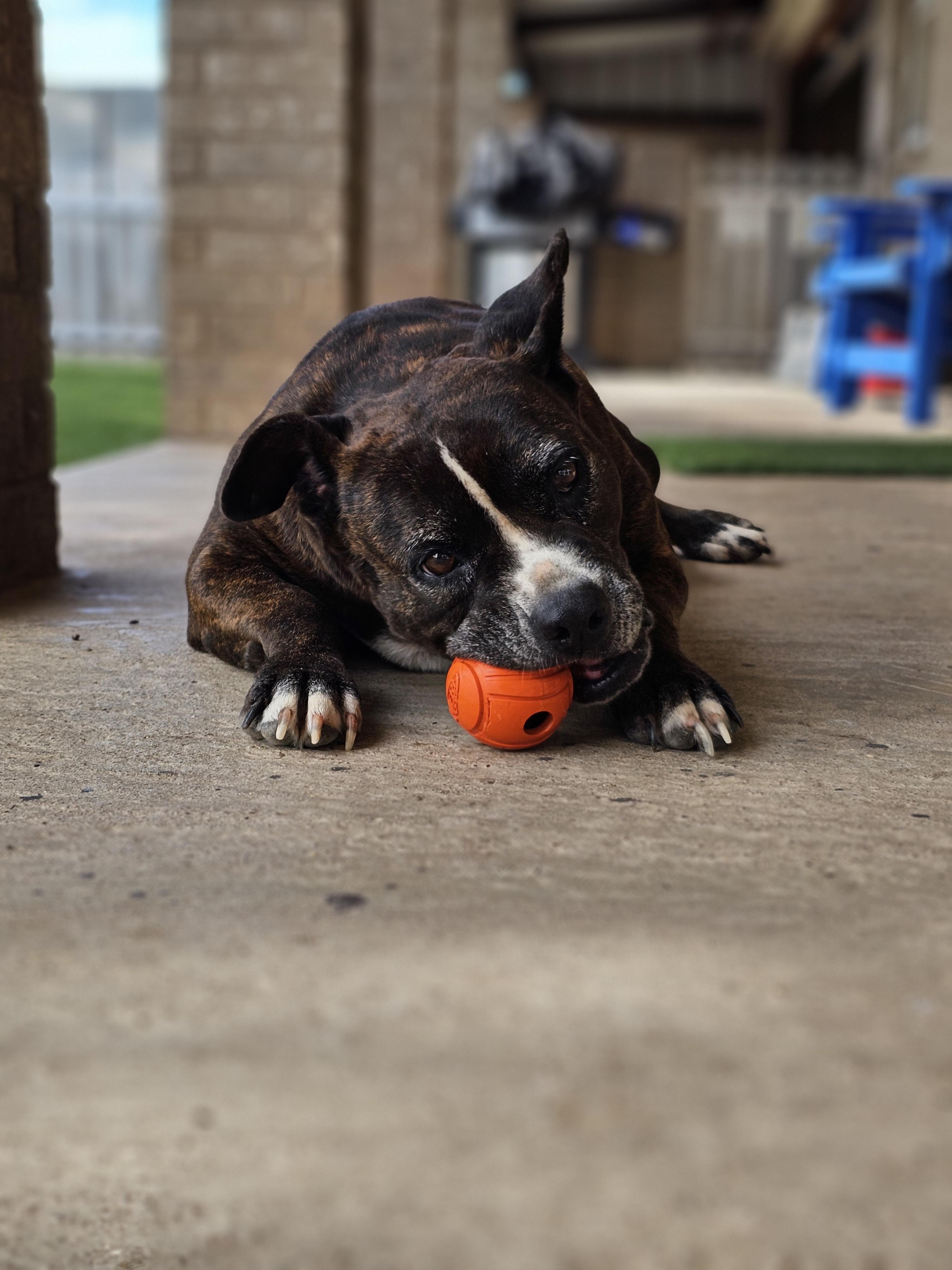 Enlarge Lacie Mae, a Adoptable mixed breed in San Angelo , TX image 5/6