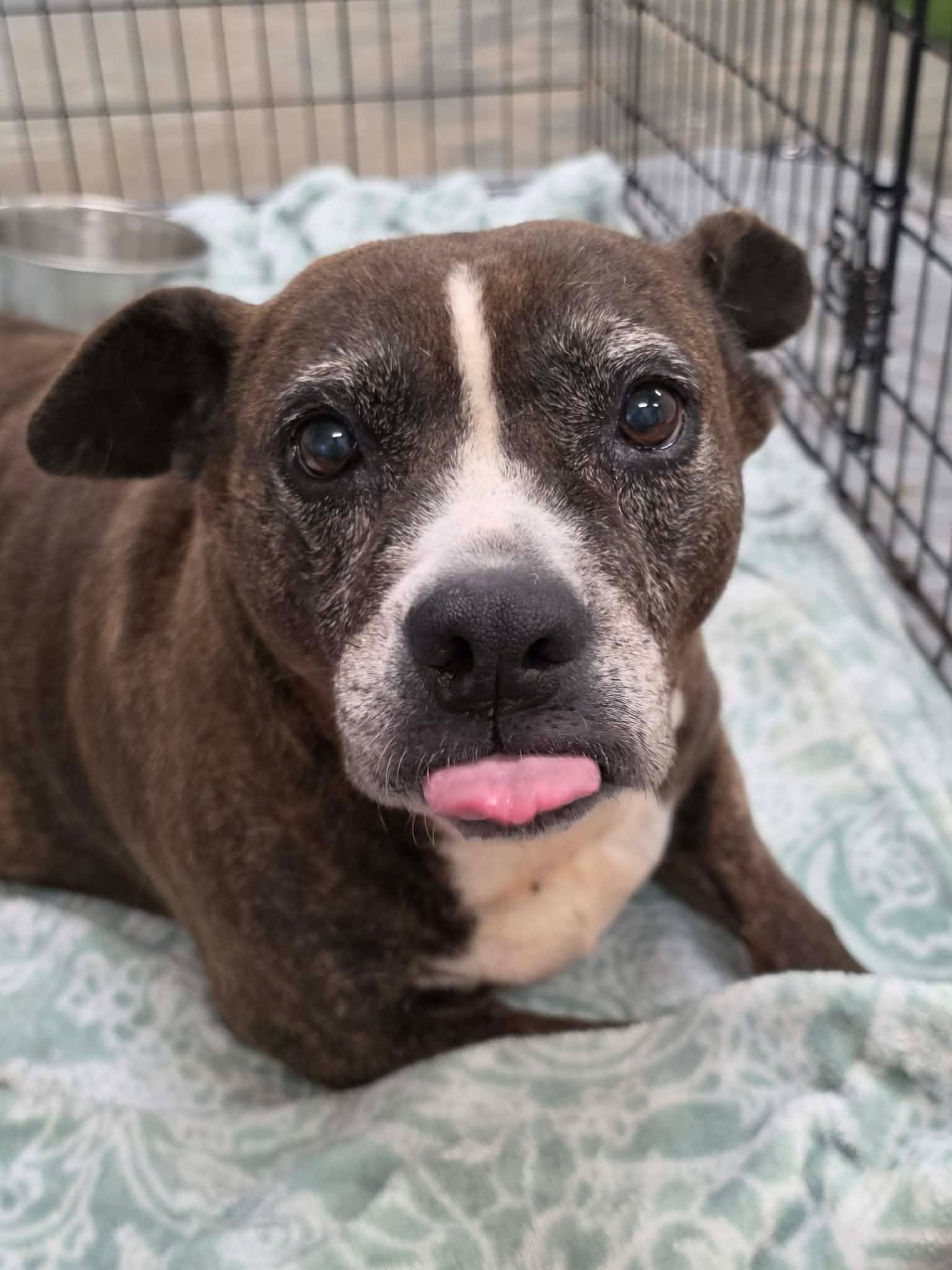 Enlarge Lacie Mae, a Adoptable mixed breed in San Angelo , TX image 2/6