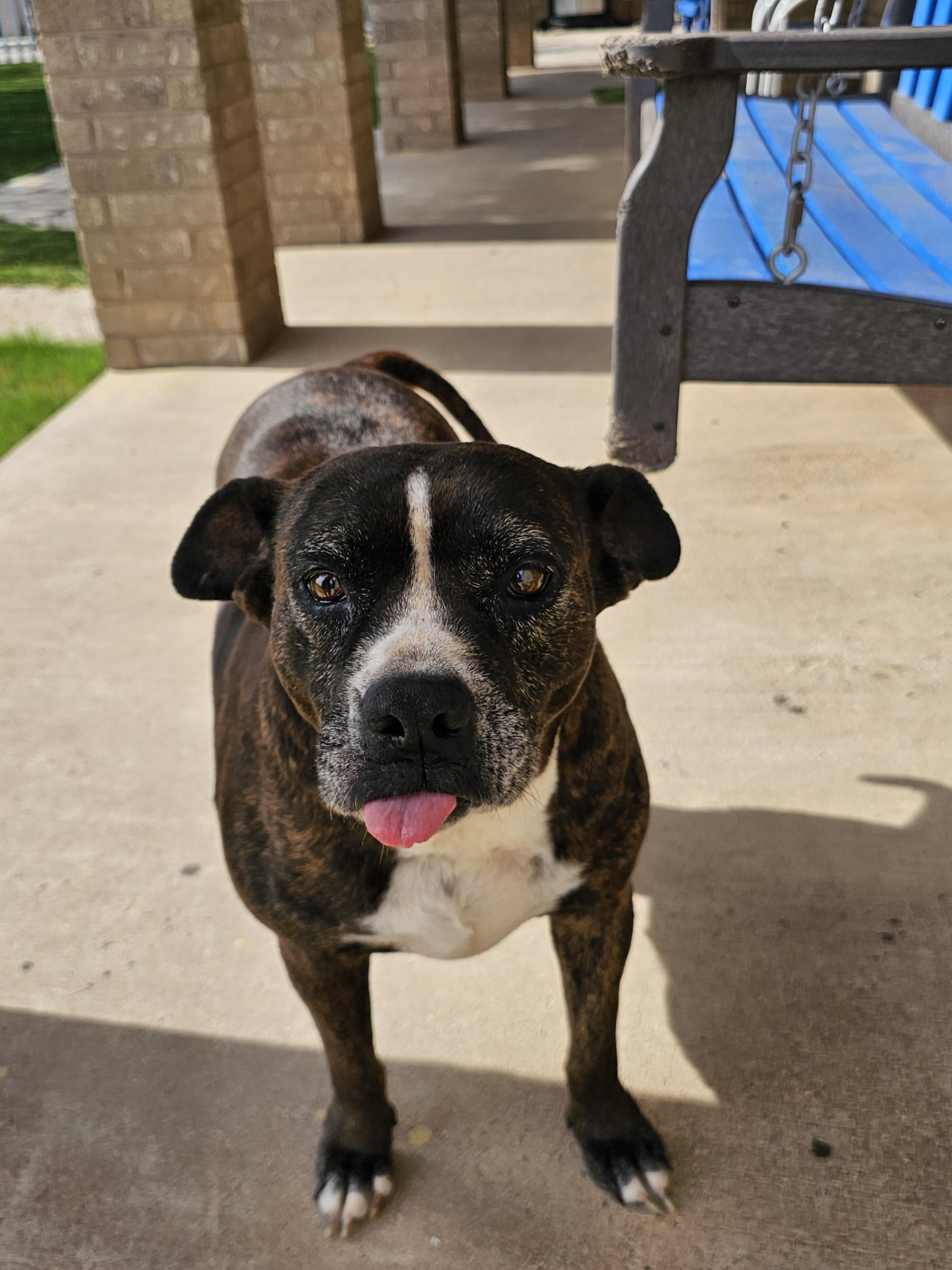 Enlarge Lacie Mae, a Adoptable mixed breed in San Angelo , TX image 6/6