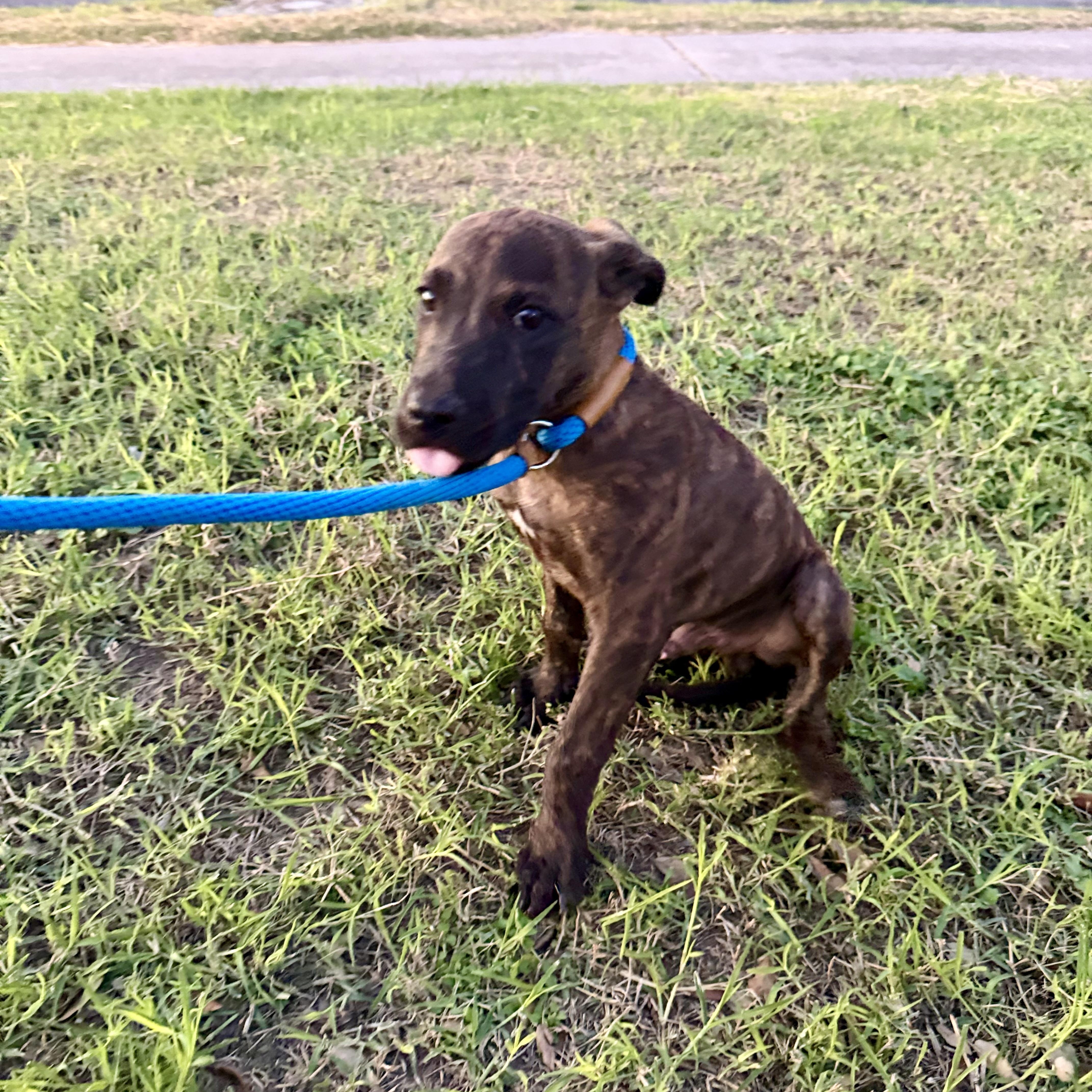 Enlarge Boone, a Adoptable mixed breed in Richmond, VA image 3/3