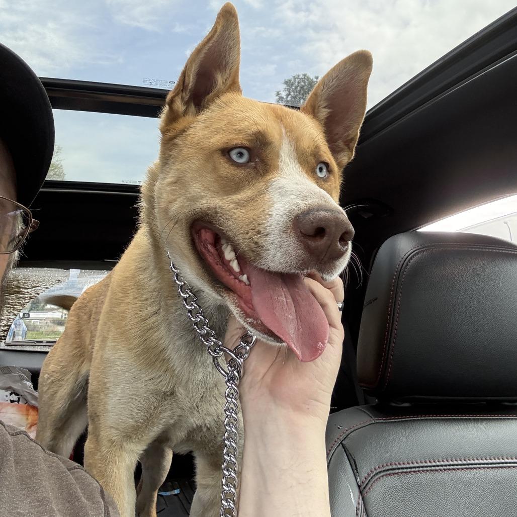 River, Adoptable, Young Male Husky & German Shepherd Dog.