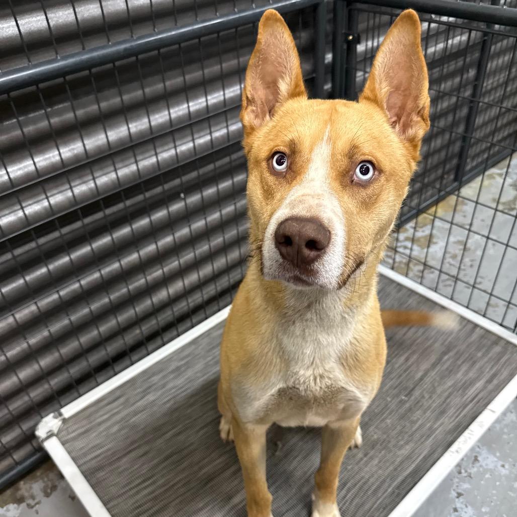 Enlarge River, a Adoptable mixed breed in Tacoma, WA image 2/6