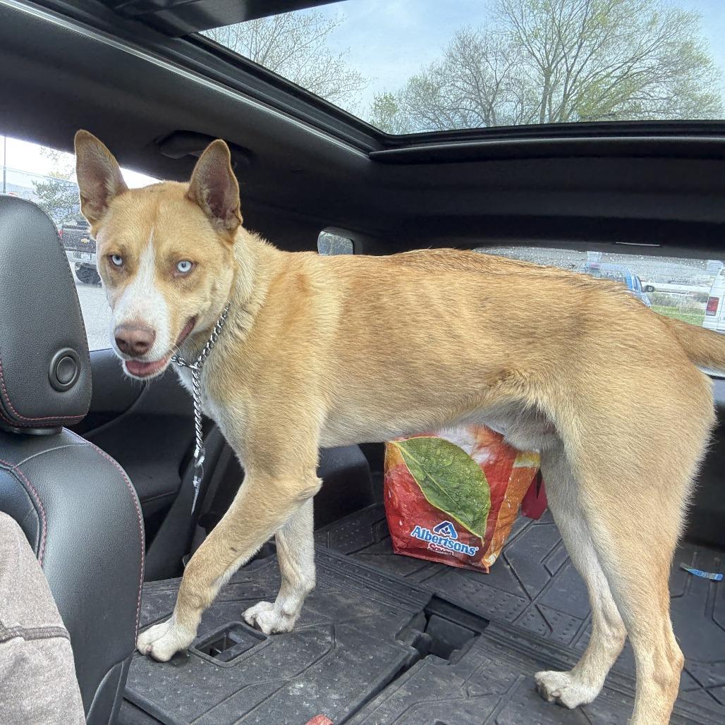 Enlarge River, a Adoptable mixed breed in Tacoma, WA image 3/6