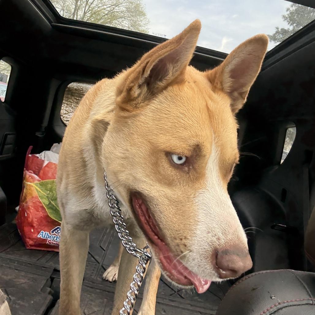 Enlarge River, a Adoptable mixed breed in Tacoma, WA image 4/6