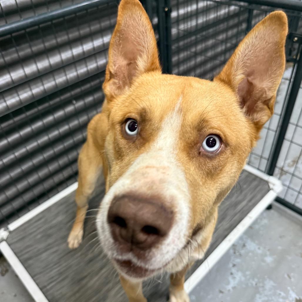 Enlarge River, a Adoptable mixed breed in Tacoma, WA image 5/6