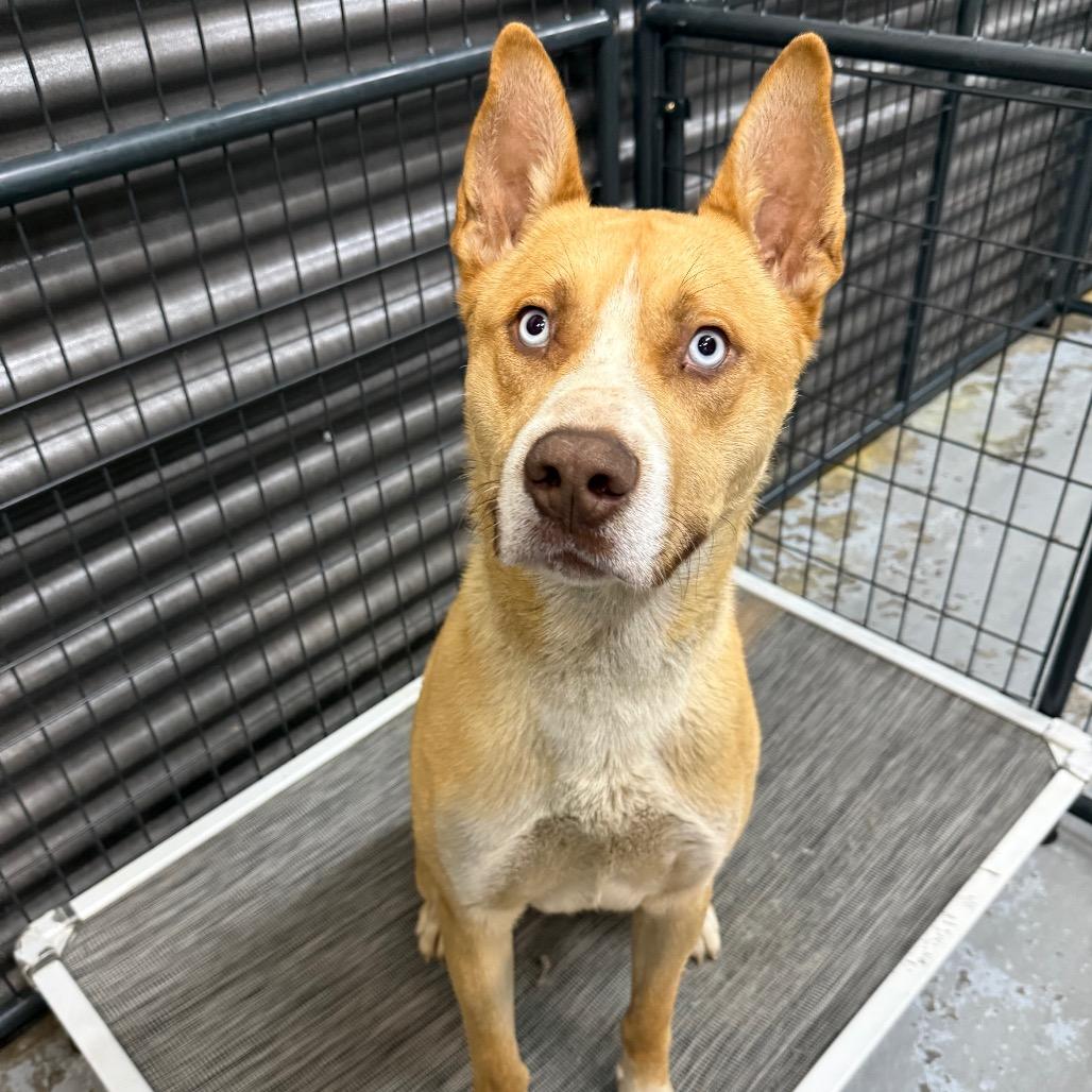 Enlarge River, a Adoptable mixed breed in Tacoma, WA image 6/6