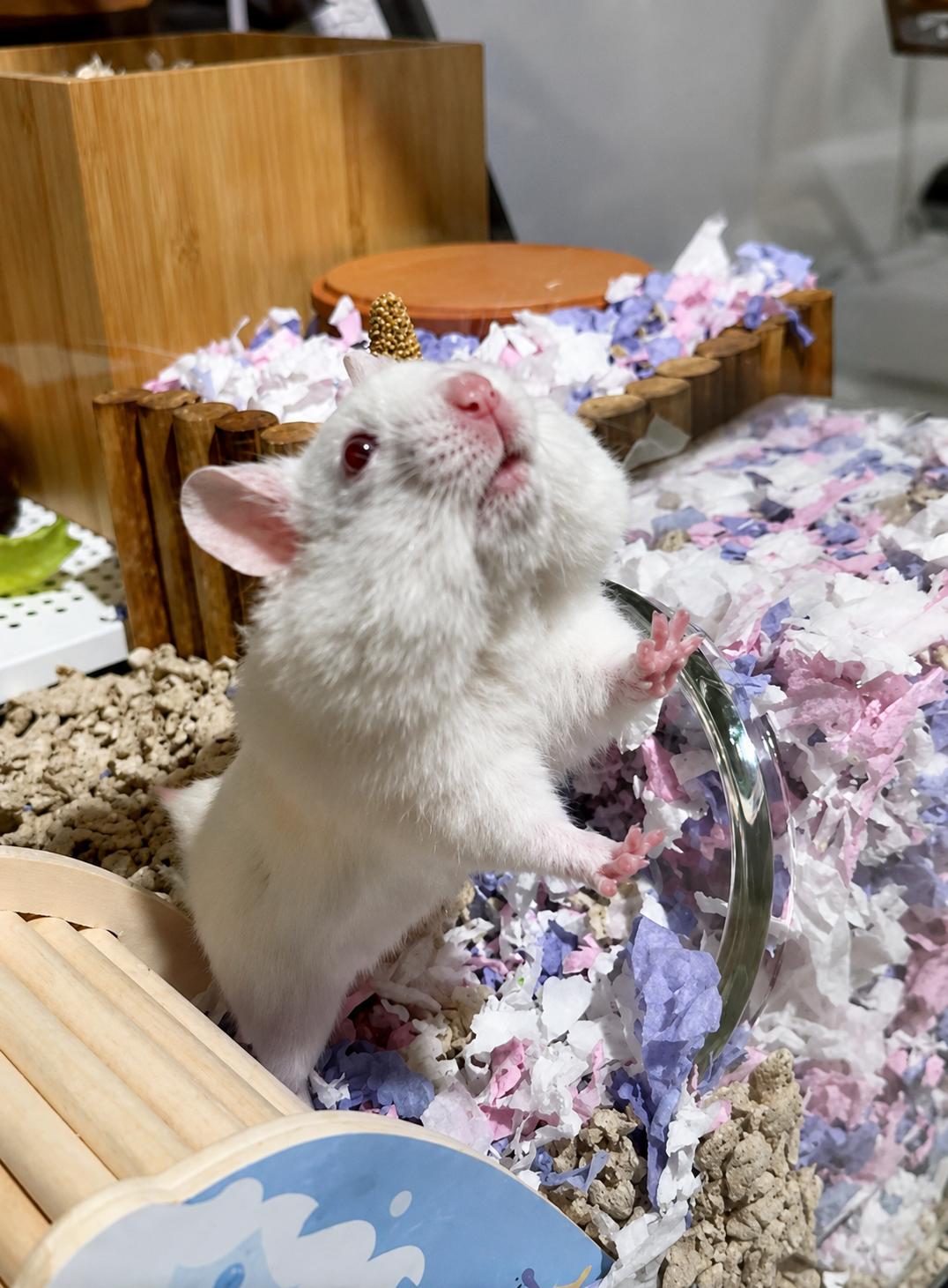 Banshee, ADOPTABLE, Young Male Hamster.
