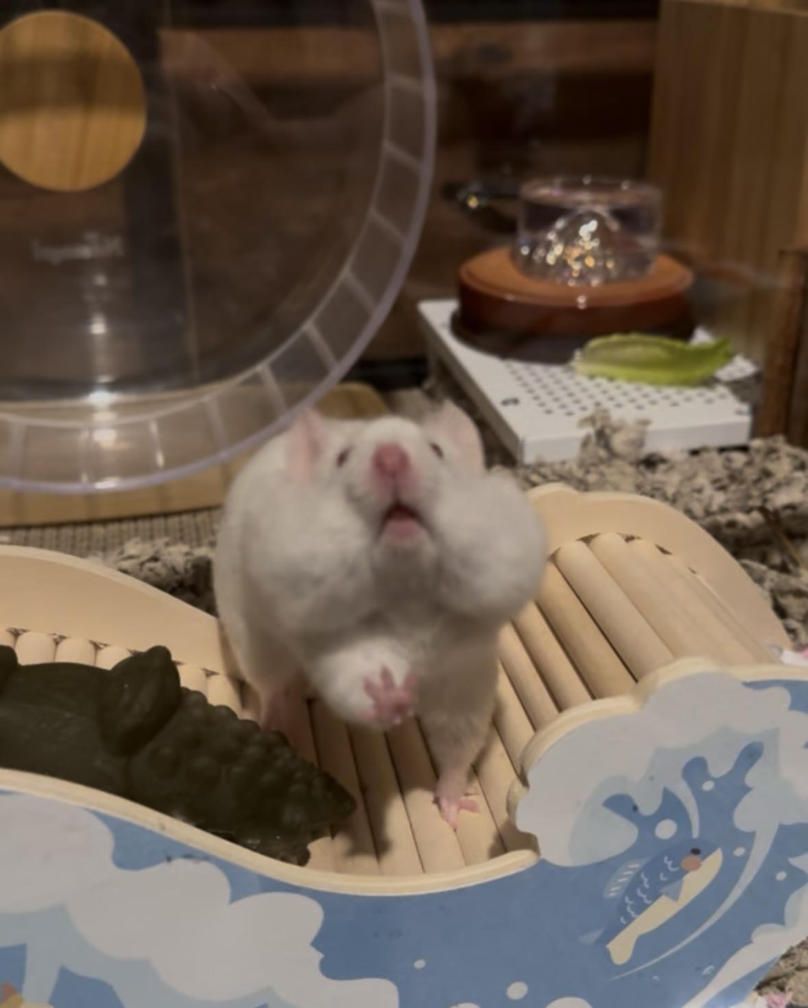 Banshee, ADOPTABLE, Young Male Hamster.