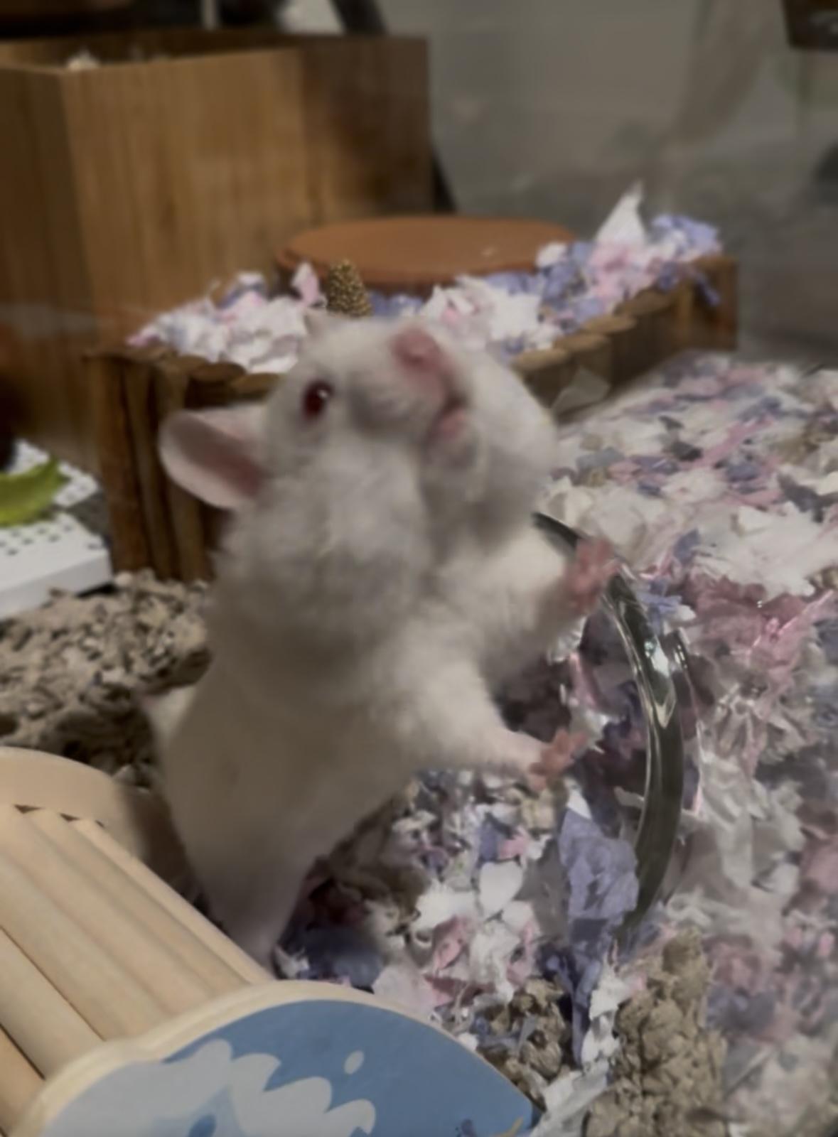 Enlarge Banshee, a ADOPTABLE Hamster in Eugene, OR image 2/5