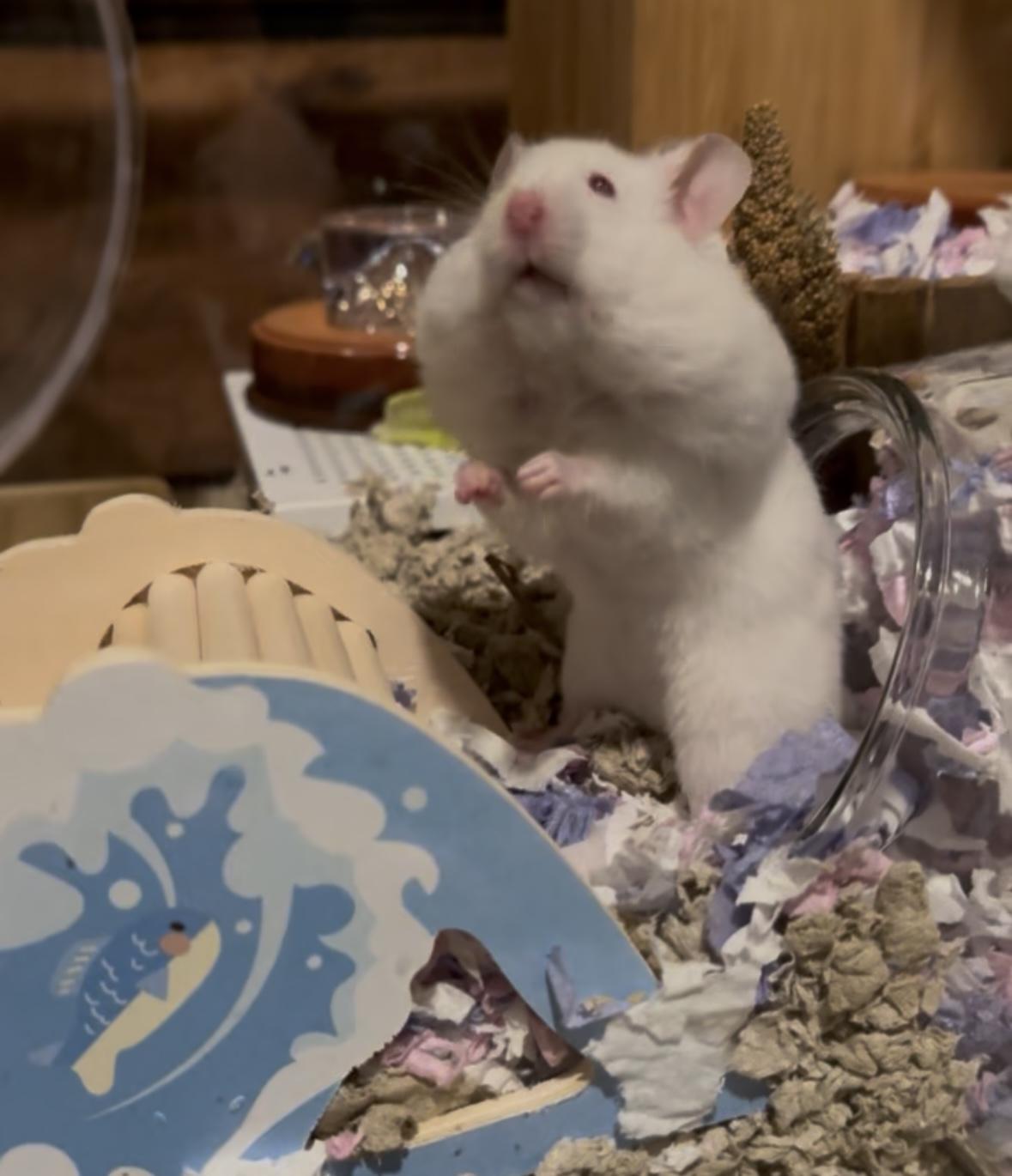 Enlarge Banshee, a ADOPTABLE Hamster in Eugene, OR image 3/5