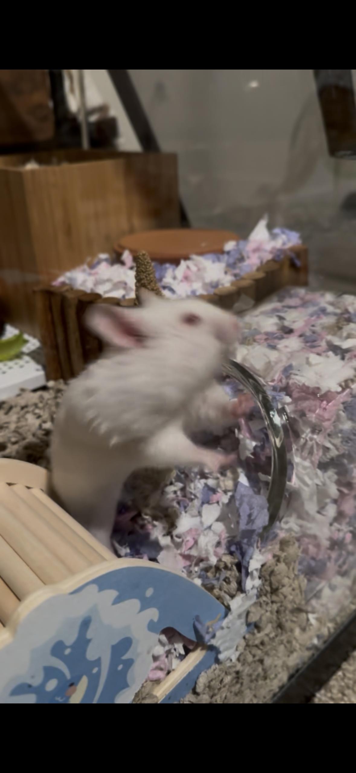 Enlarge Banshee, a ADOPTABLE Hamster in Eugene, OR image 4/5