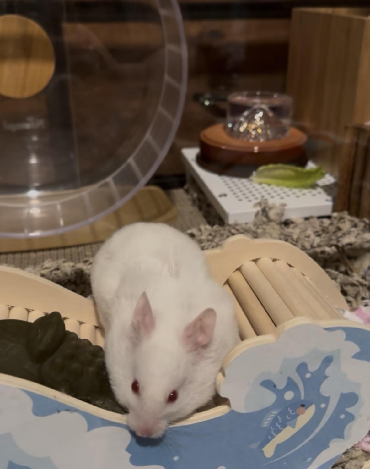 Enlarge Banshee, a ADOPTABLE Hamster in Eugene, OR image 5/5