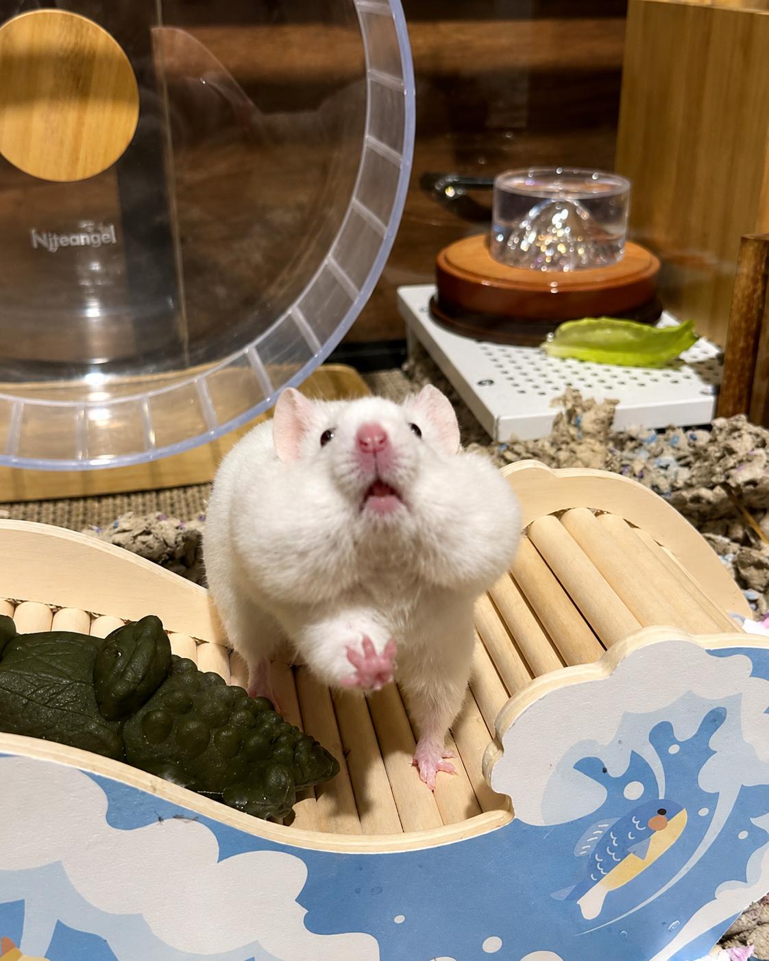 Banshee, a ADOPTABLE Hamster in Eugene, OR image 2/4