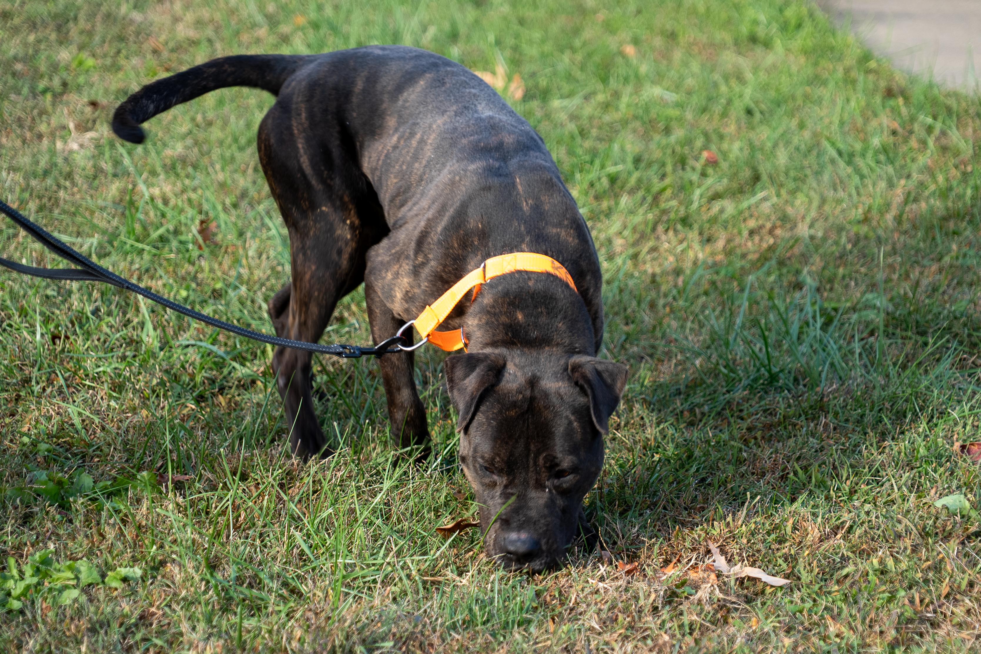 Enlarge Vader, a Adoptable mixed breed in King George, VA image 4/4