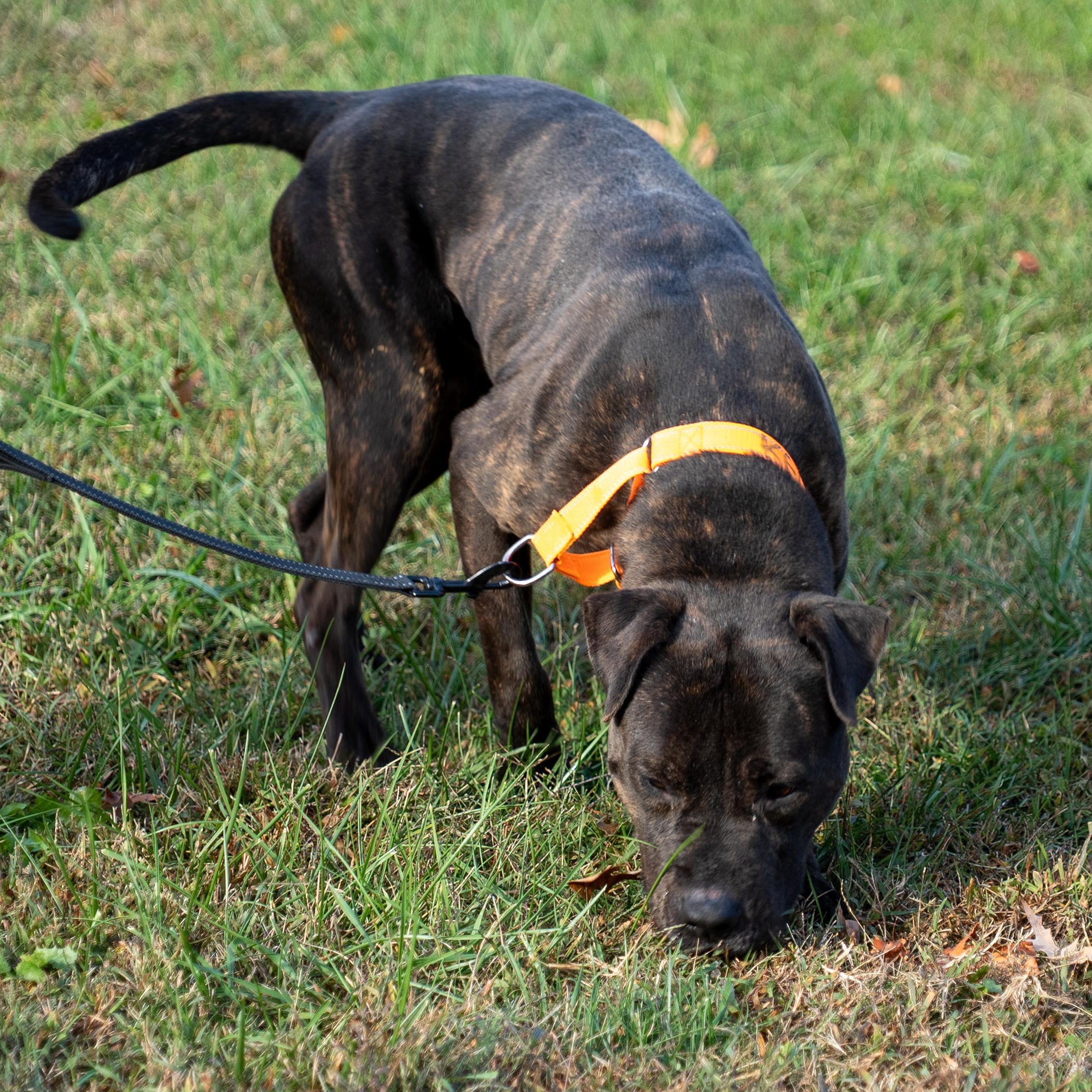 Enlarge Vader, a Adoptable mixed breed in King George, VA image 6/6