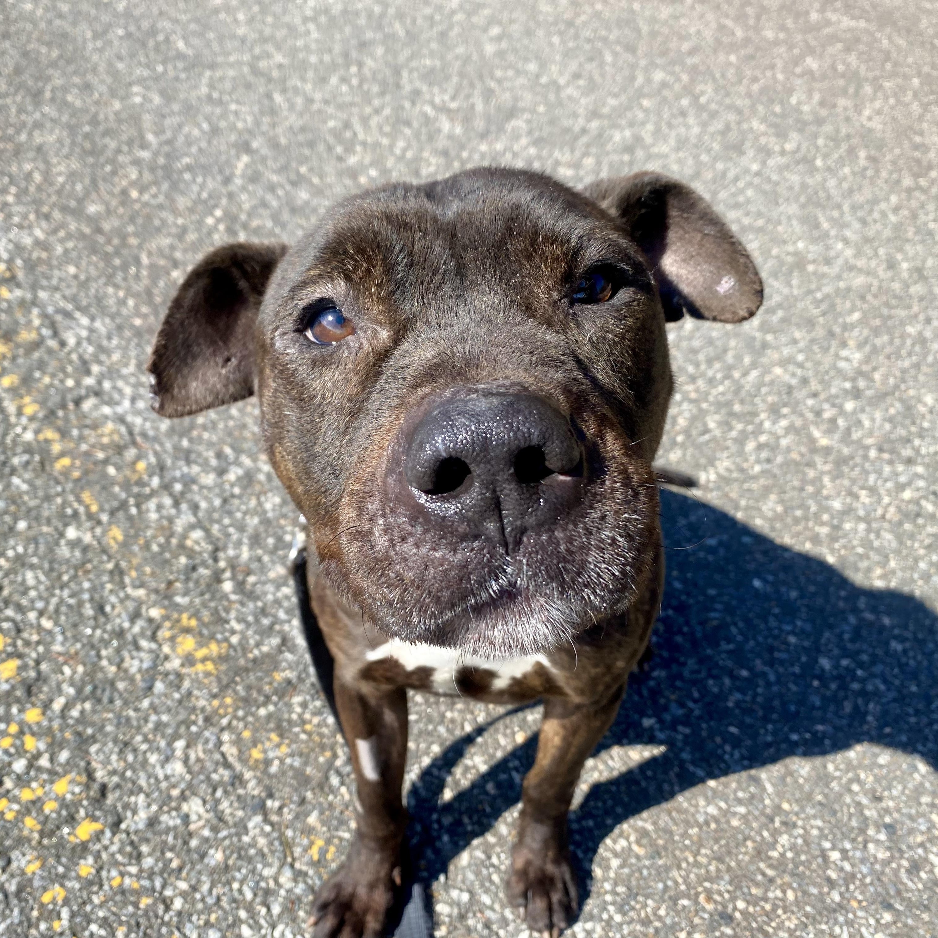 Vader, Adoptable, Young Male Pit Bull Terrier & Shar-Pei.