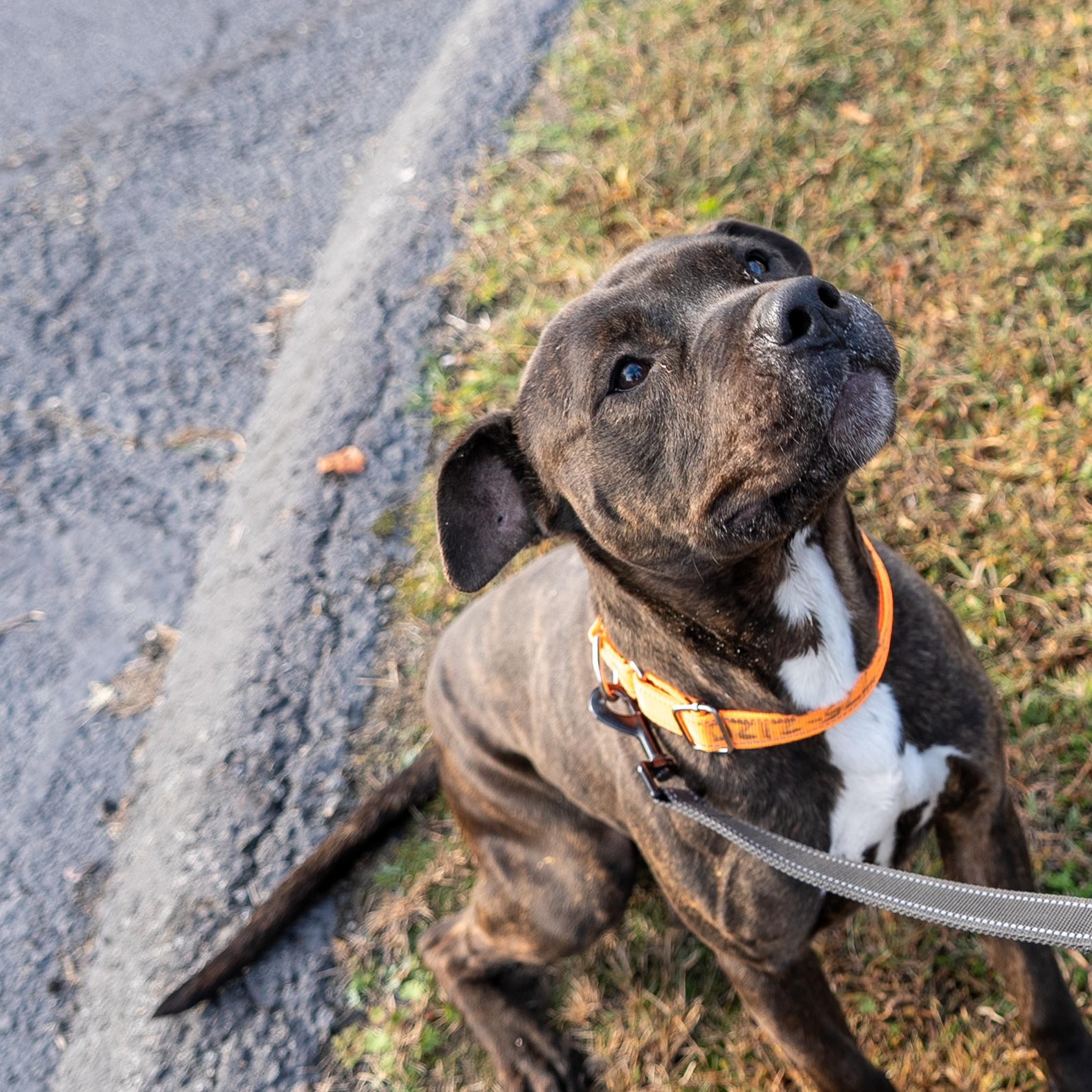 Enlarge Vader, a Adoptable mixed breed in King George, VA image 2/6