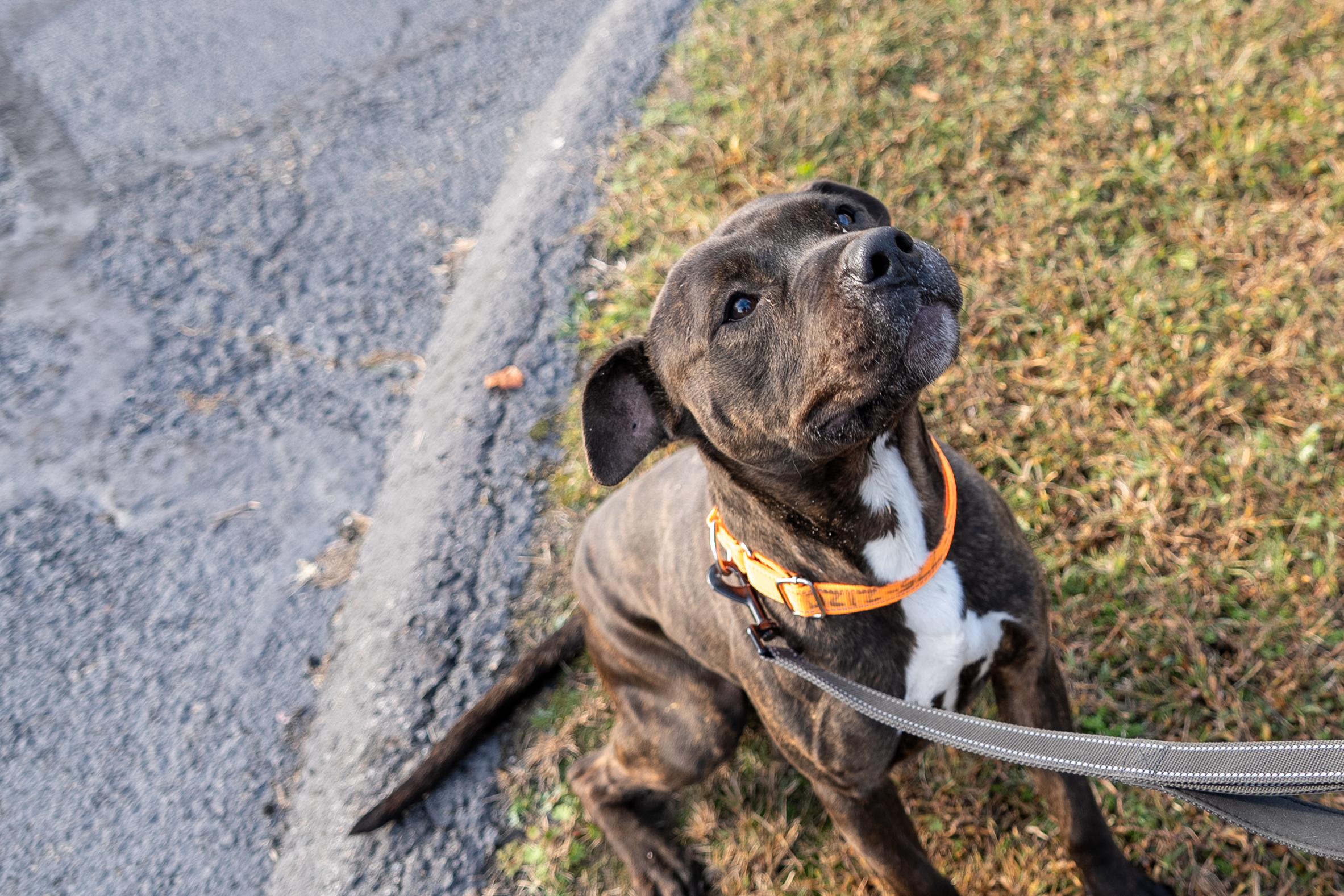 Enlarge Vader, a Adoptable mixed breed in King George, VA image 1/4