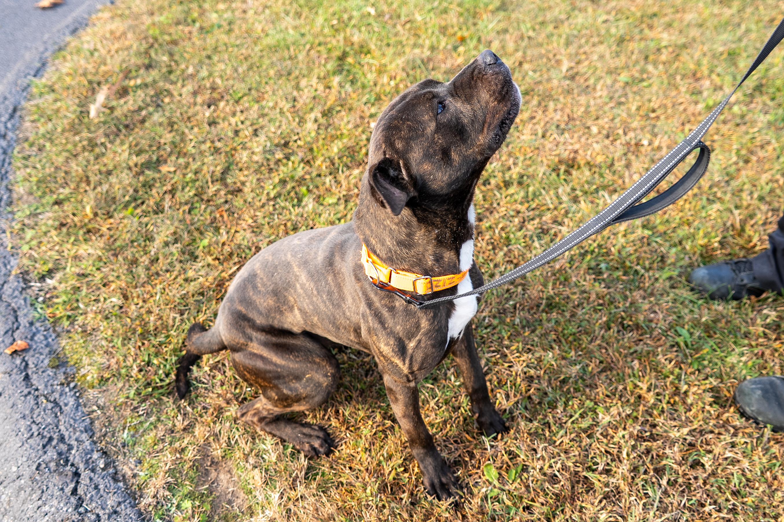 Enlarge Vader, a Adoptable mixed breed in King George, VA image 2/4