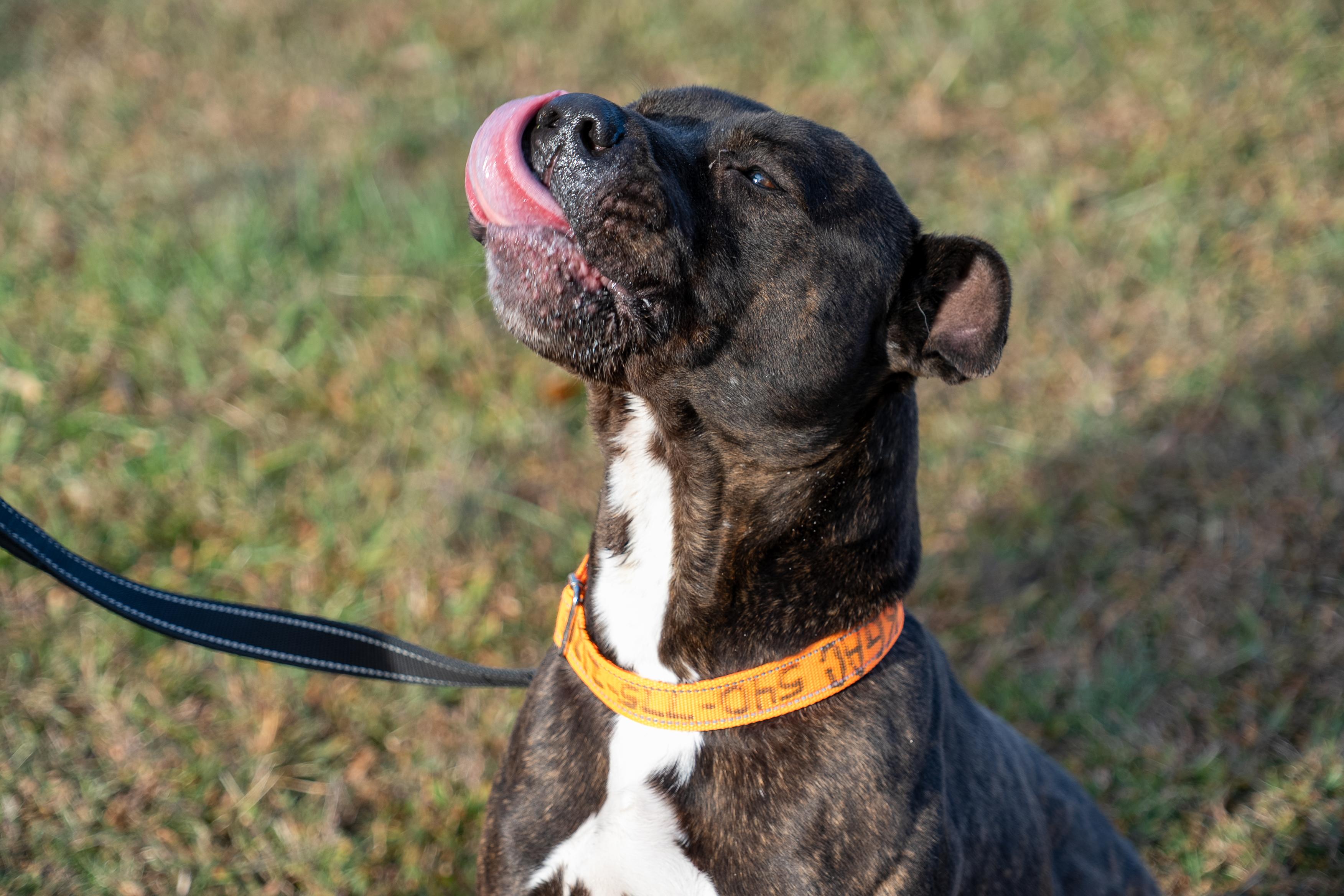 Enlarge Vader, a Adoptable mixed breed in King George, VA image 3/4